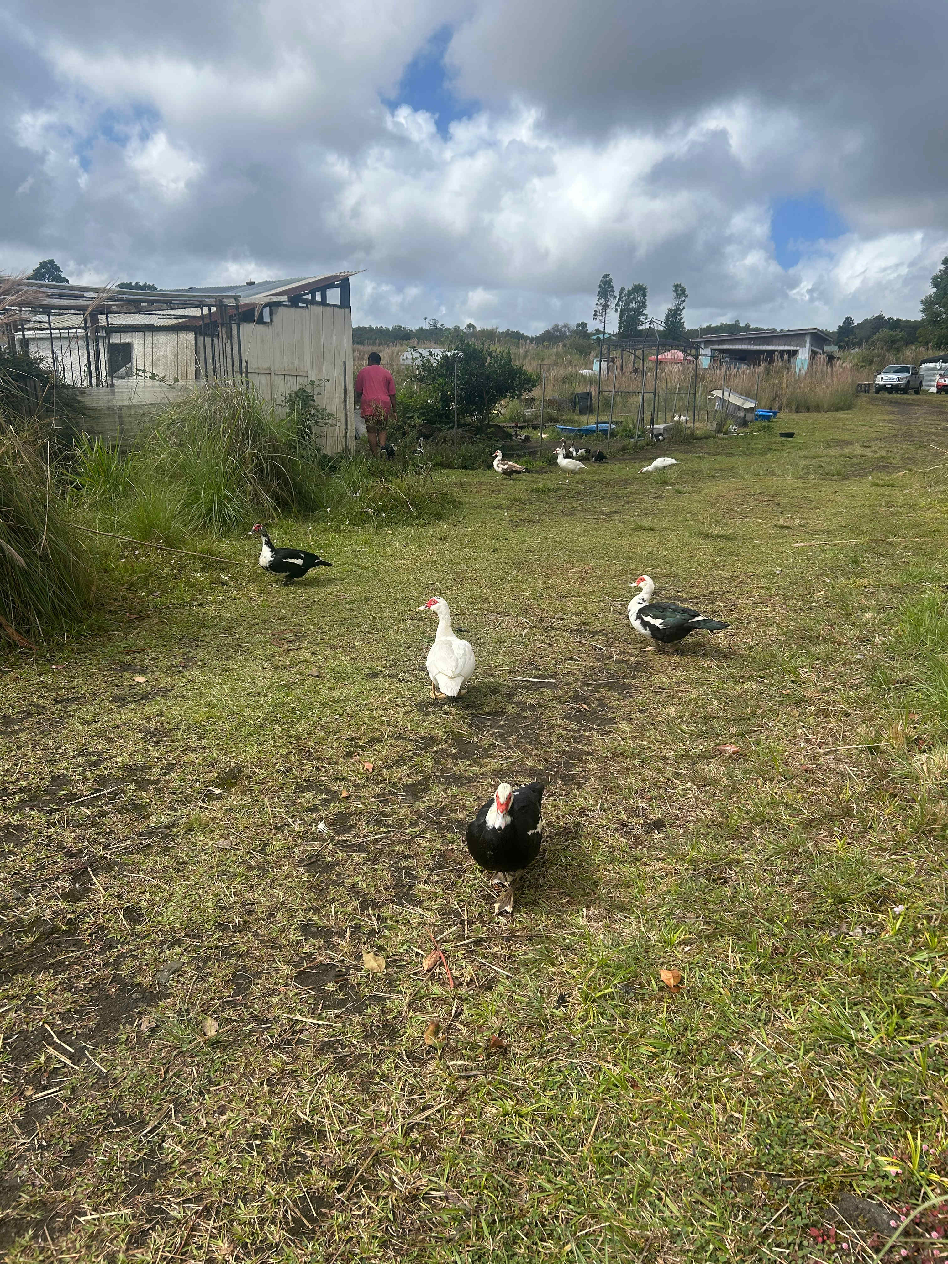Our children loved feeding the ducks.