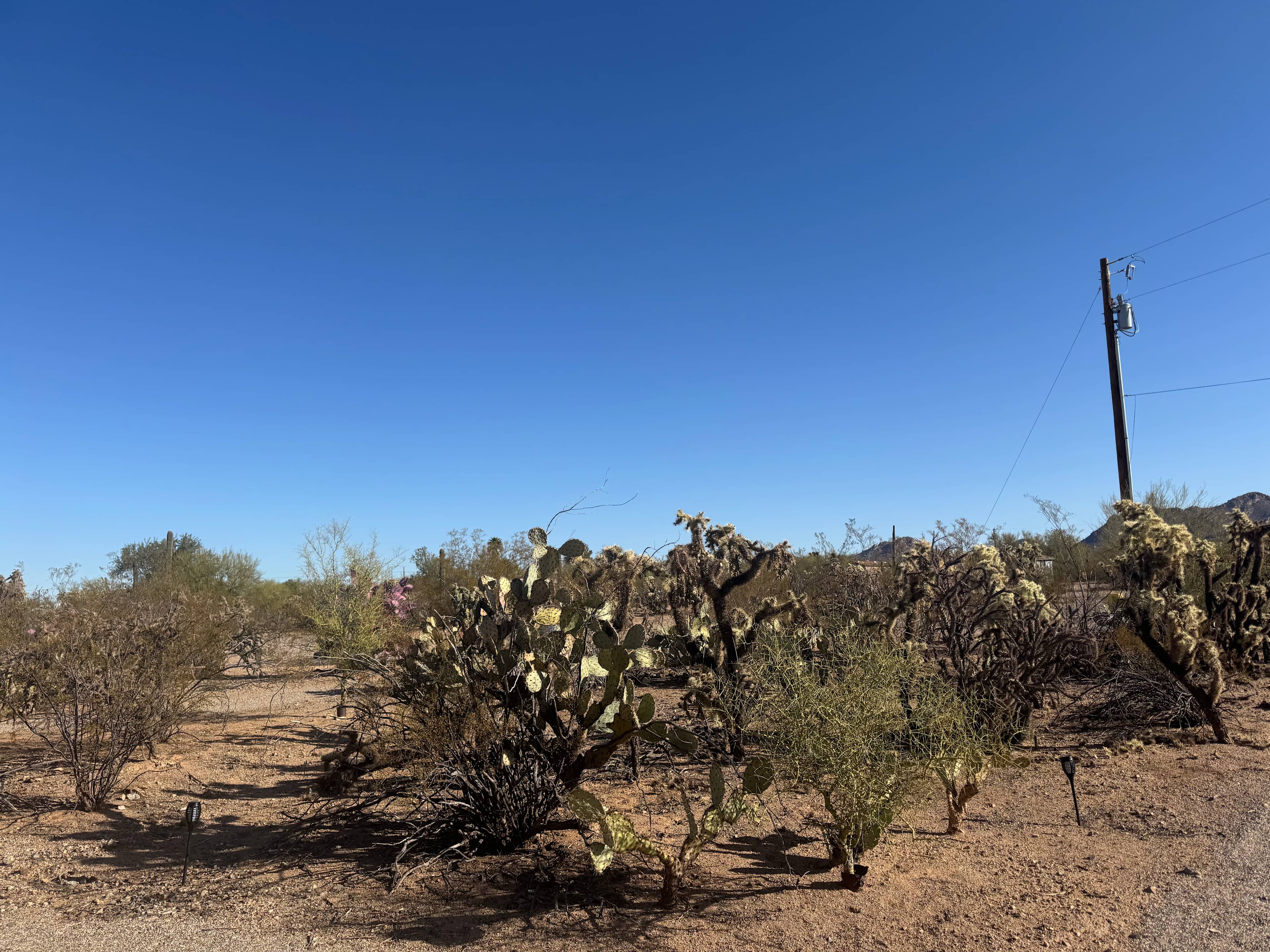 Camp Saguaro