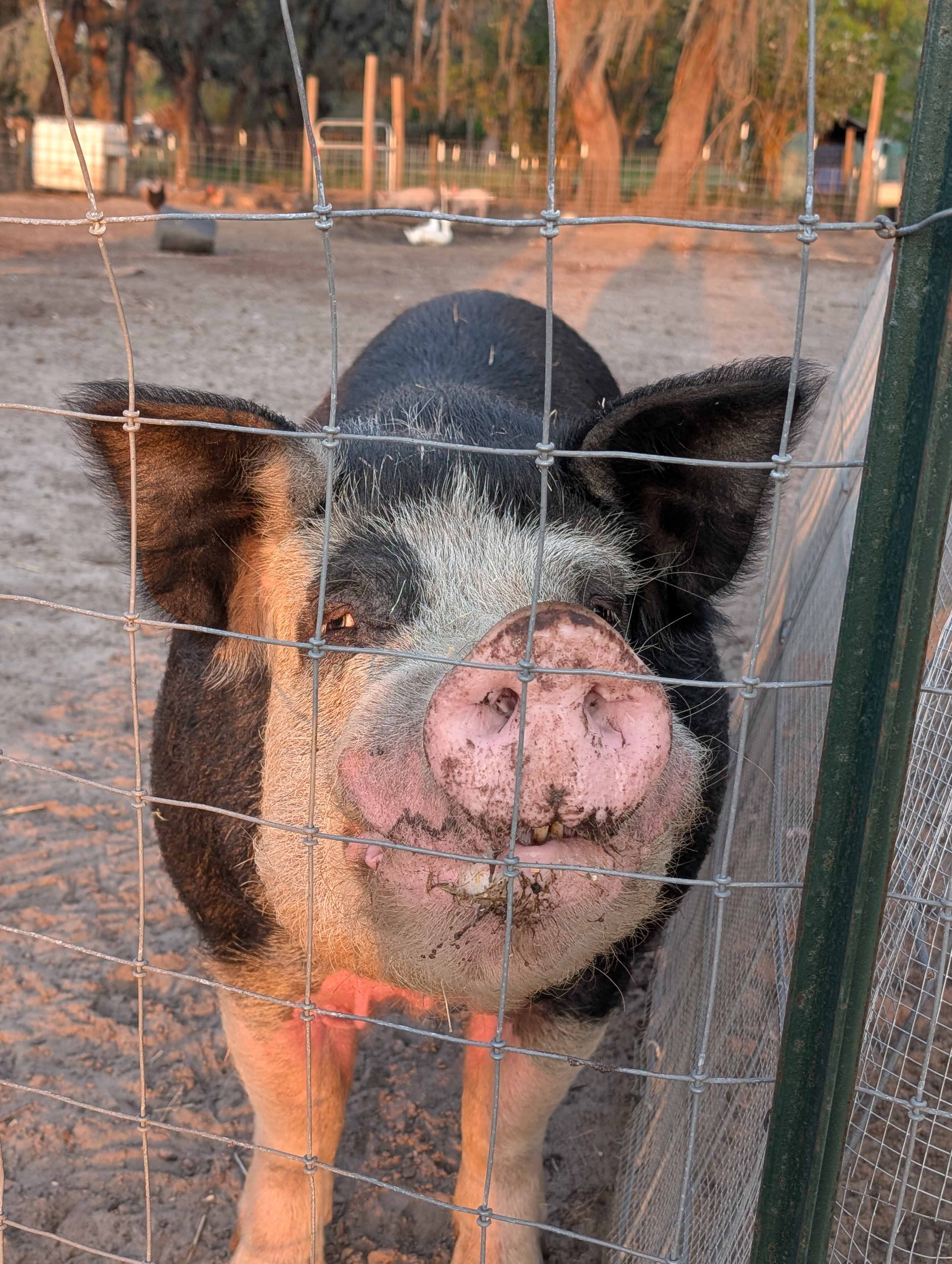 Florida Farm School & Animal Rescue