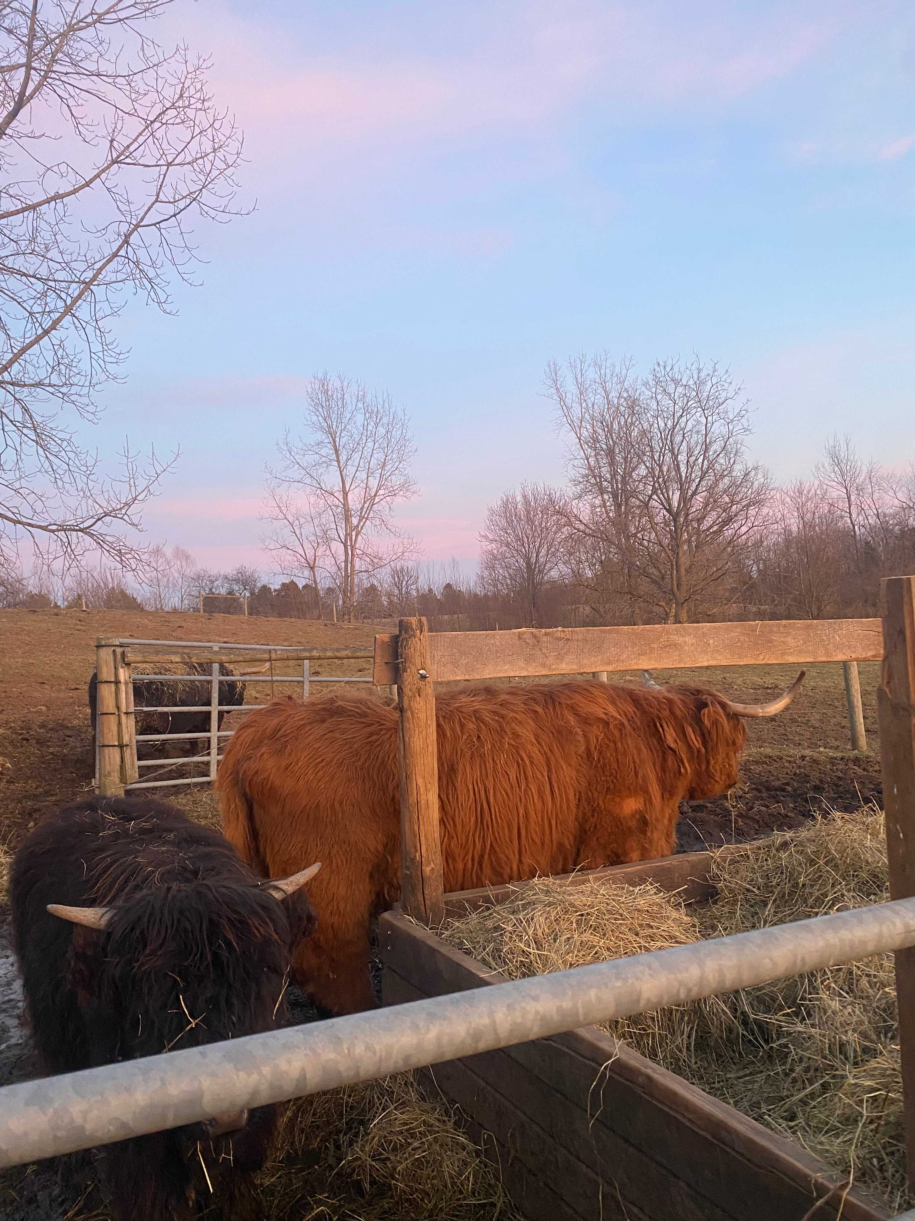 The Land of Milk And Honey