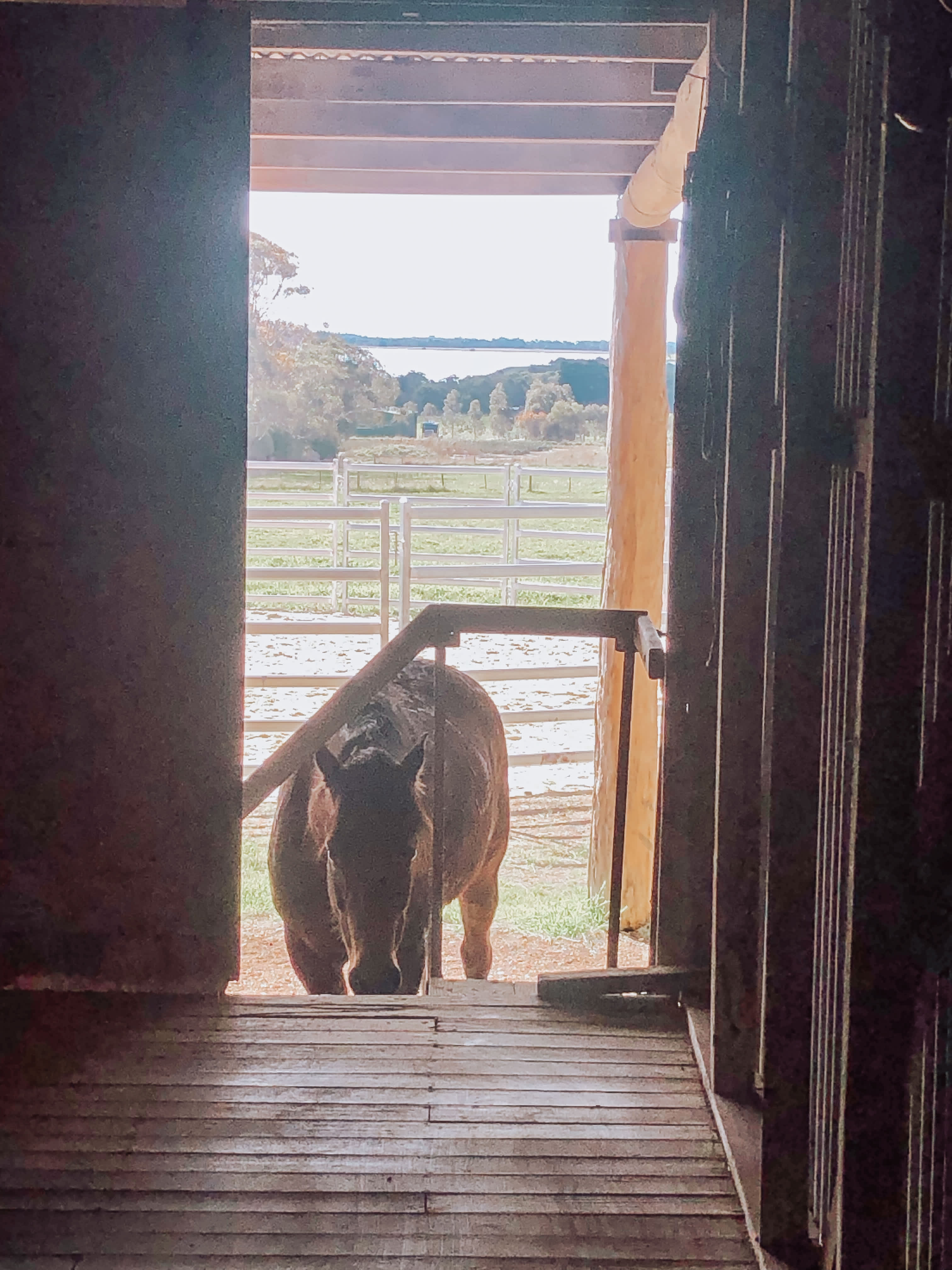 BelleVue Farm