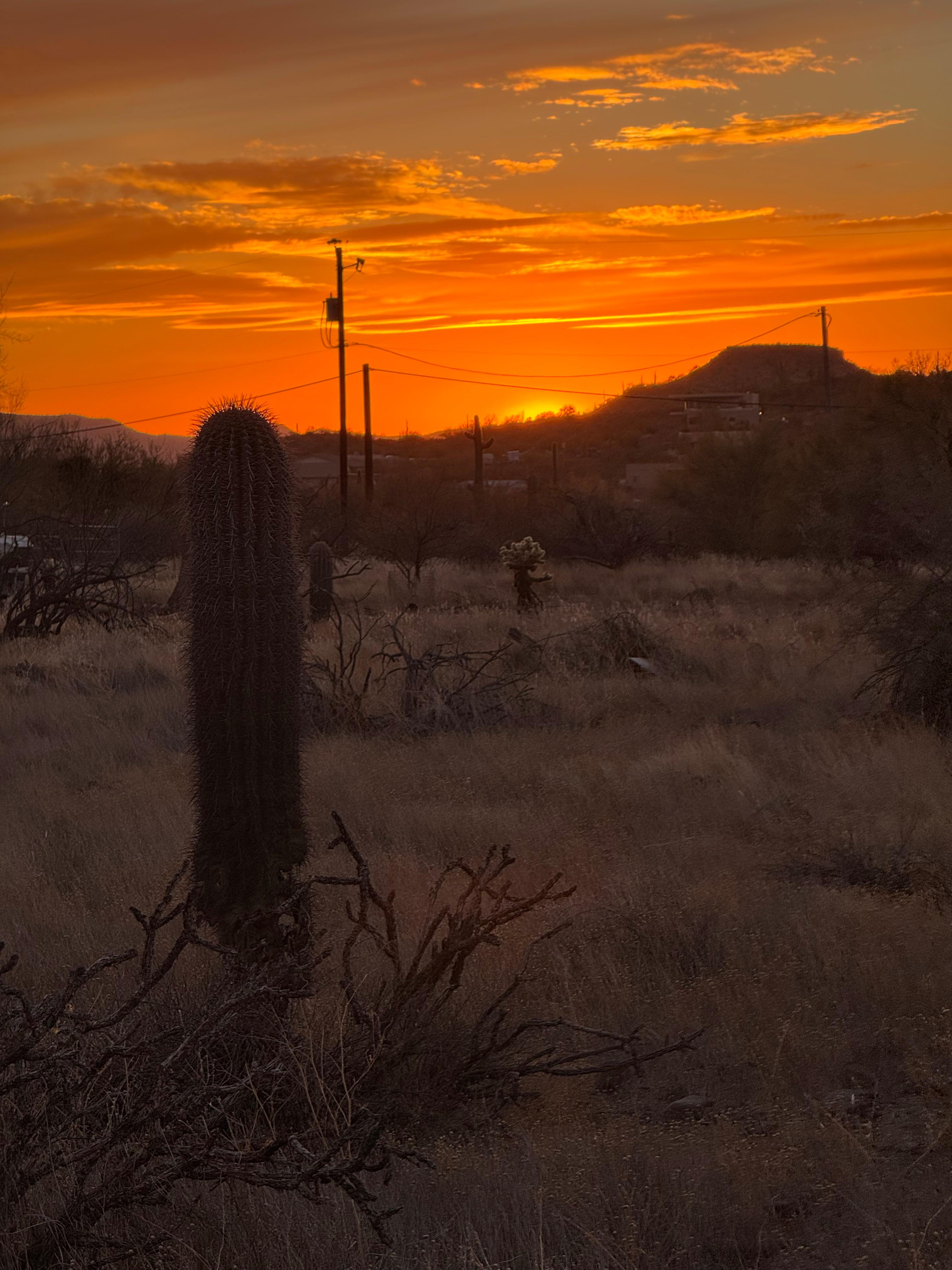 Saguaro Forrest @ Dragonfly Ranch
