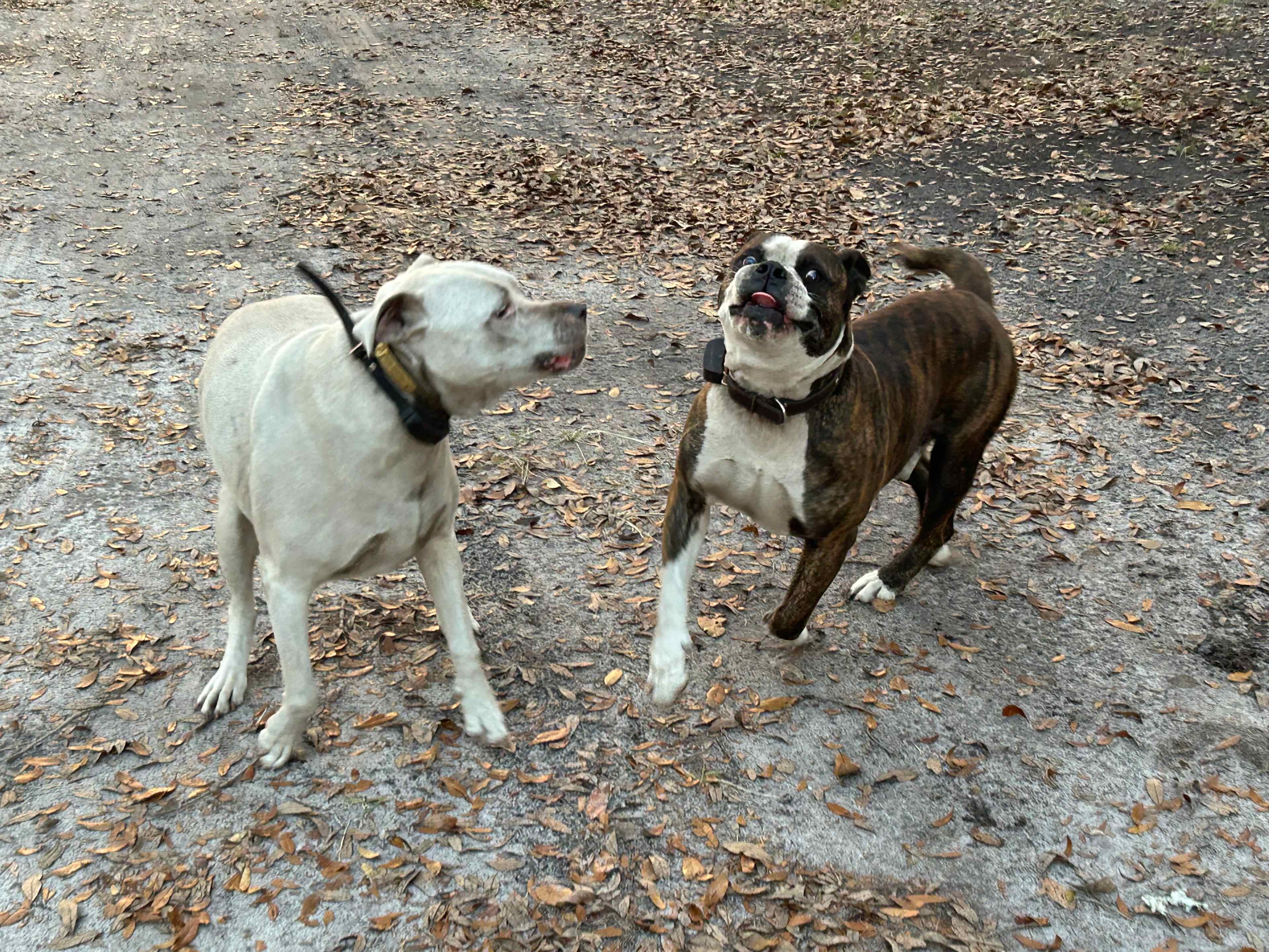 Tricia and Hank AKA the Welcoming Committee 