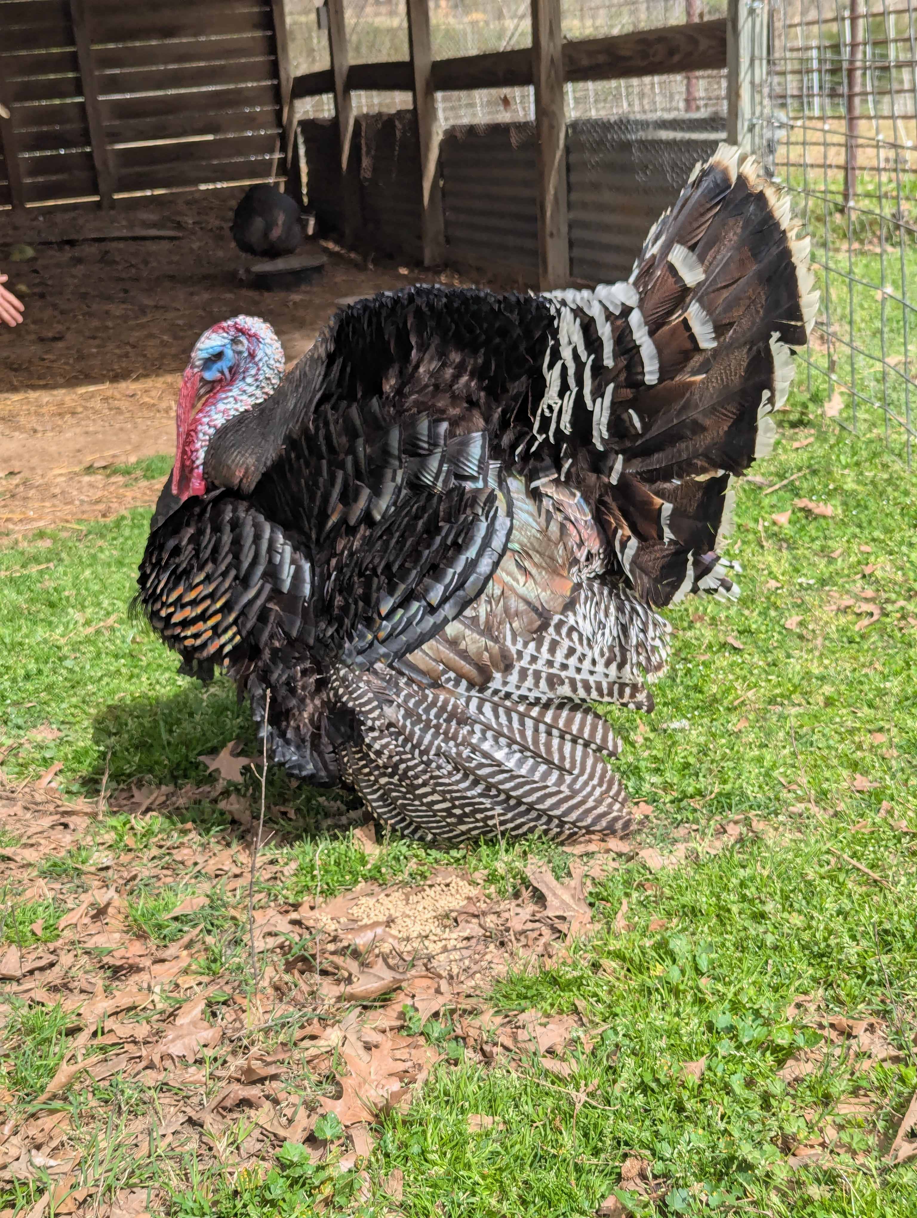 Caddo Springs Farm