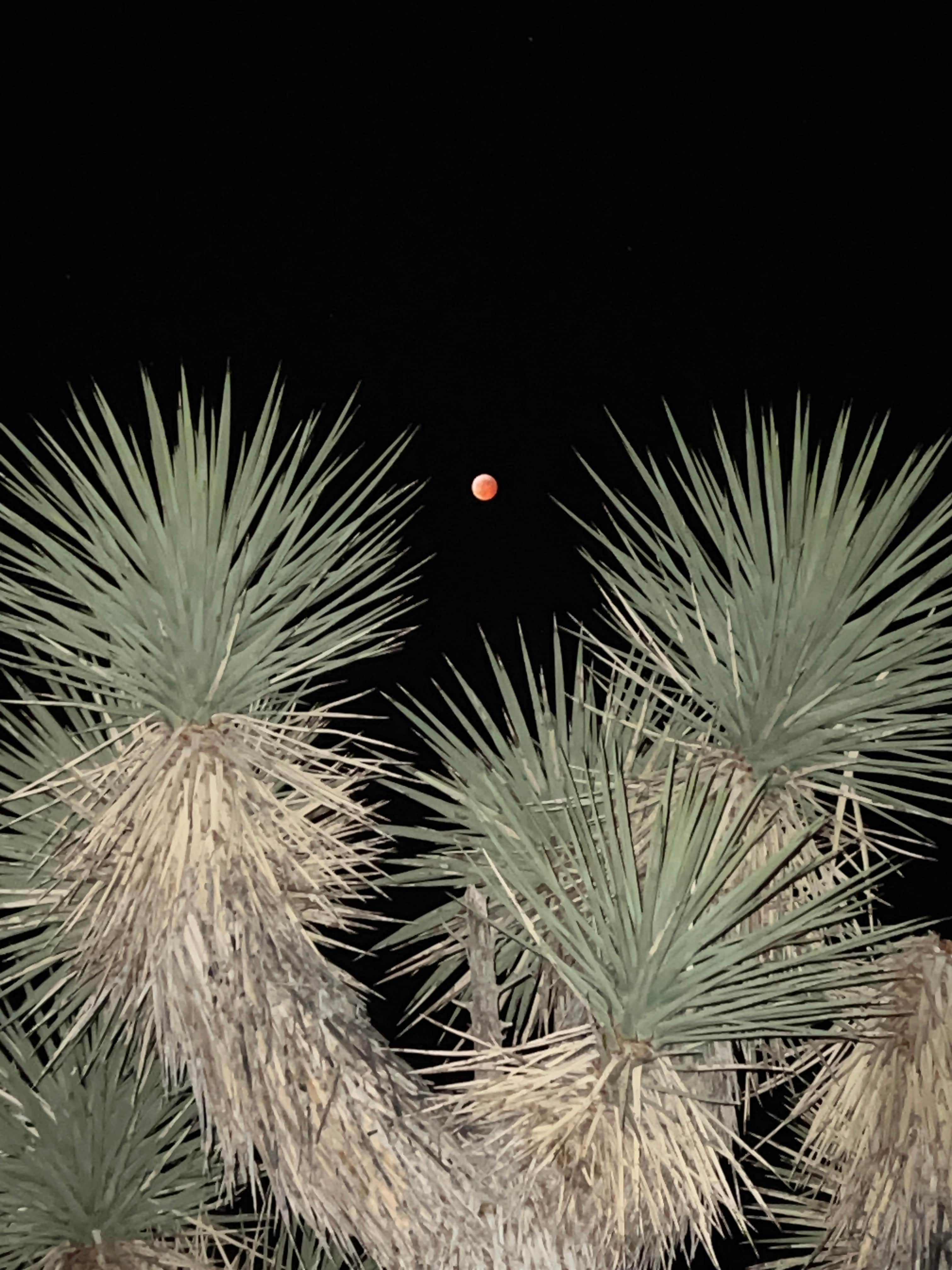 Caribbean Mojave Escape