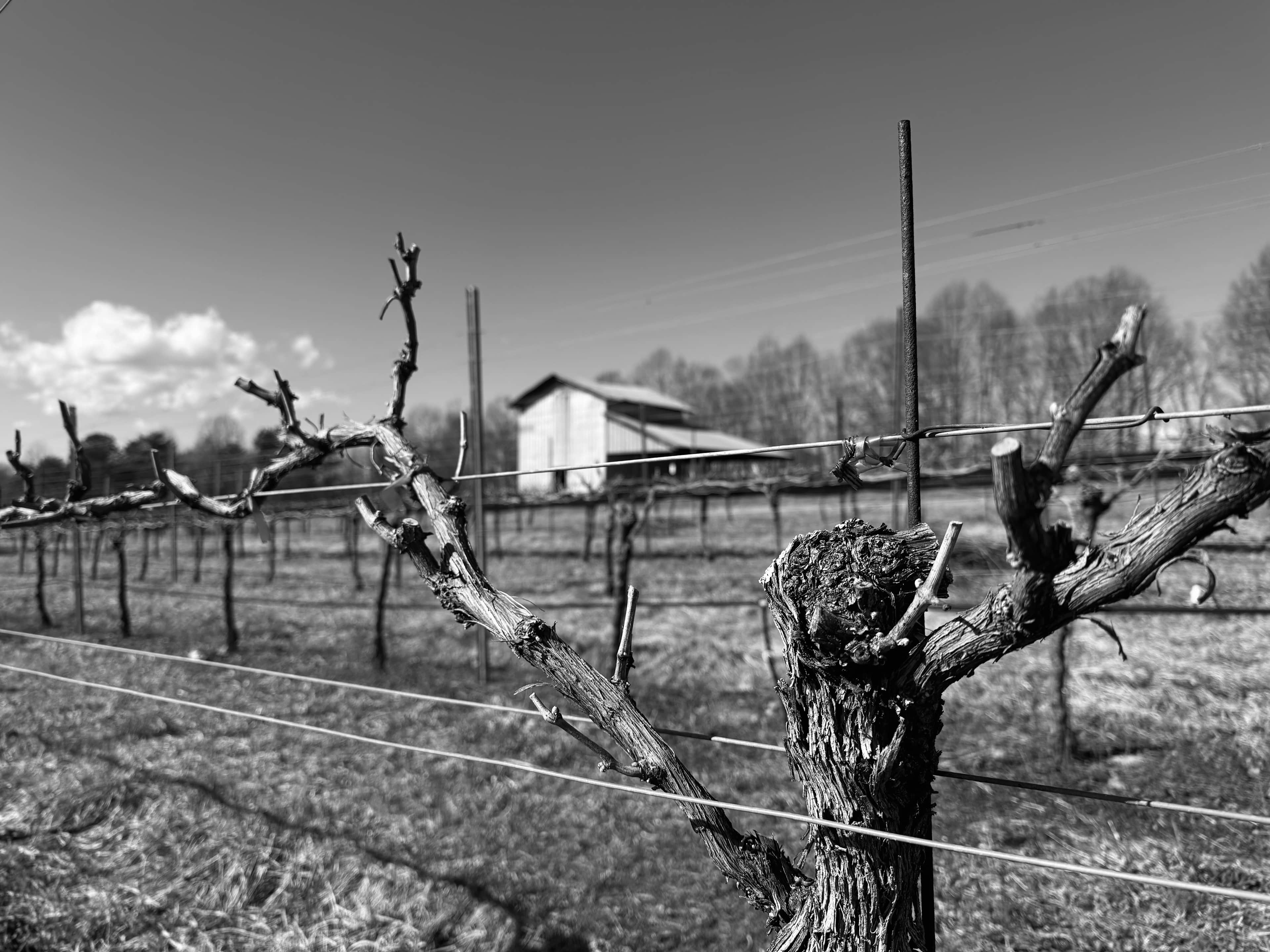 William Cornelius Vineyard