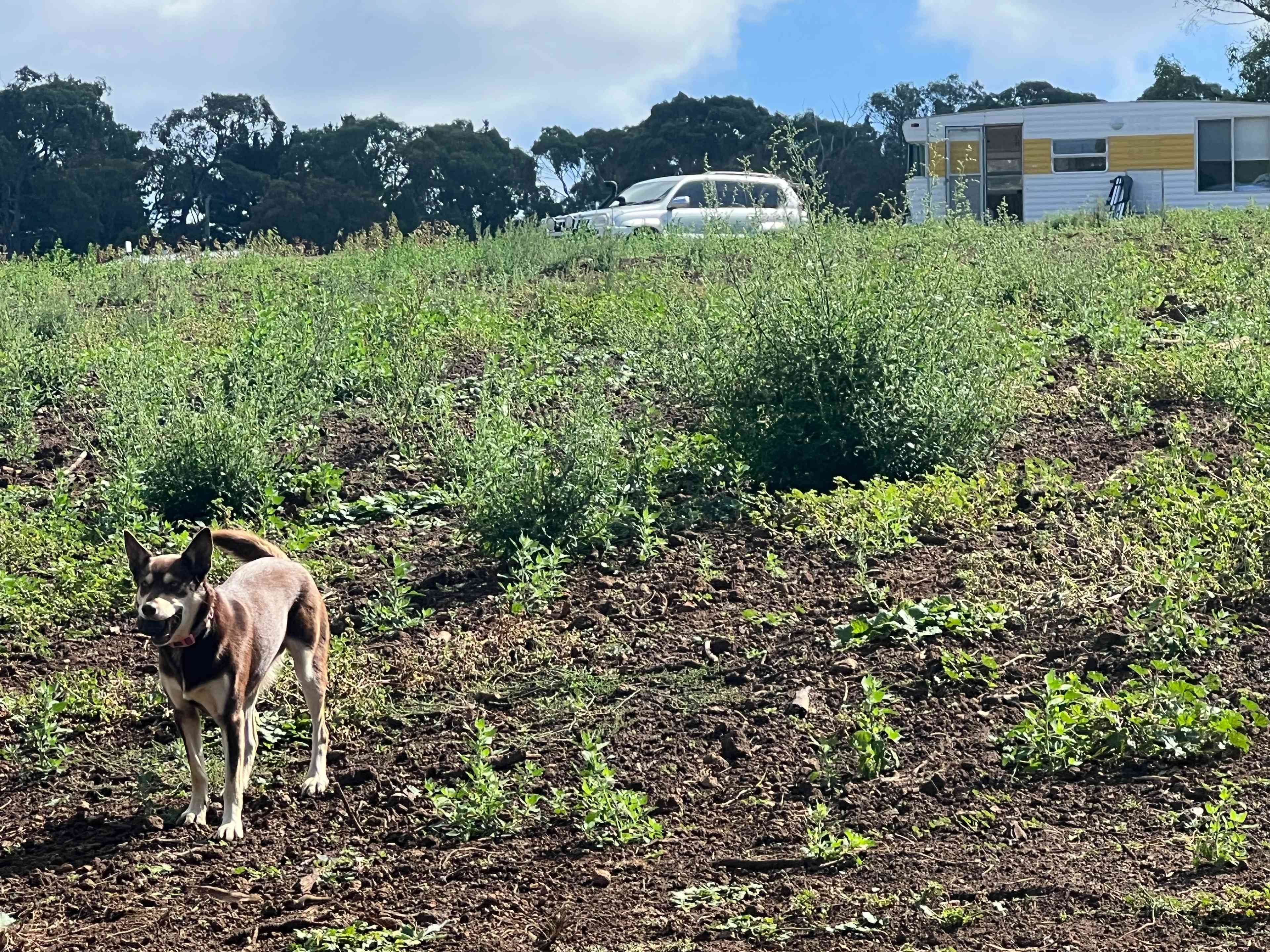 Red Hill Orchard Farm Stay