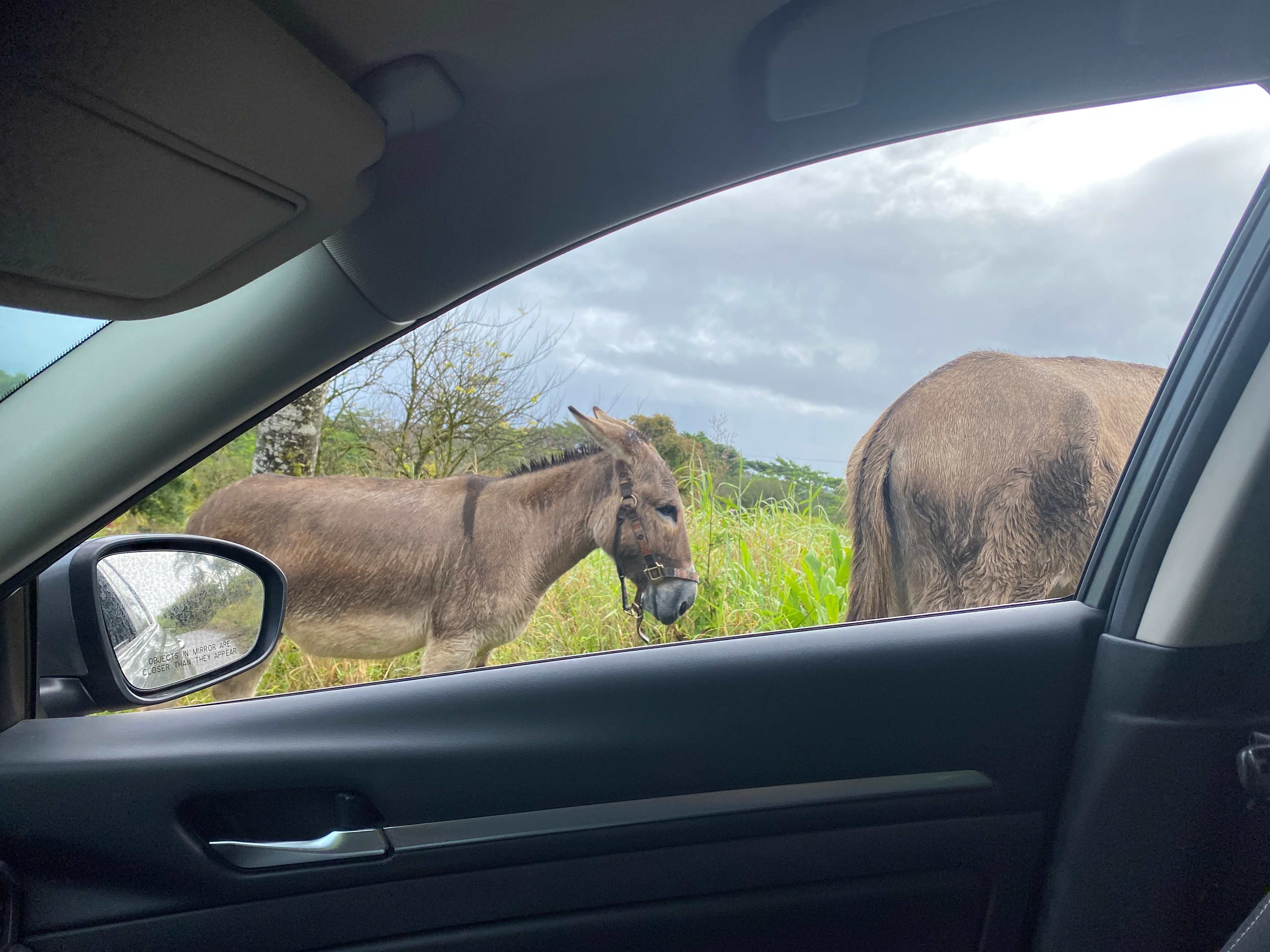 Sweet donkeys 