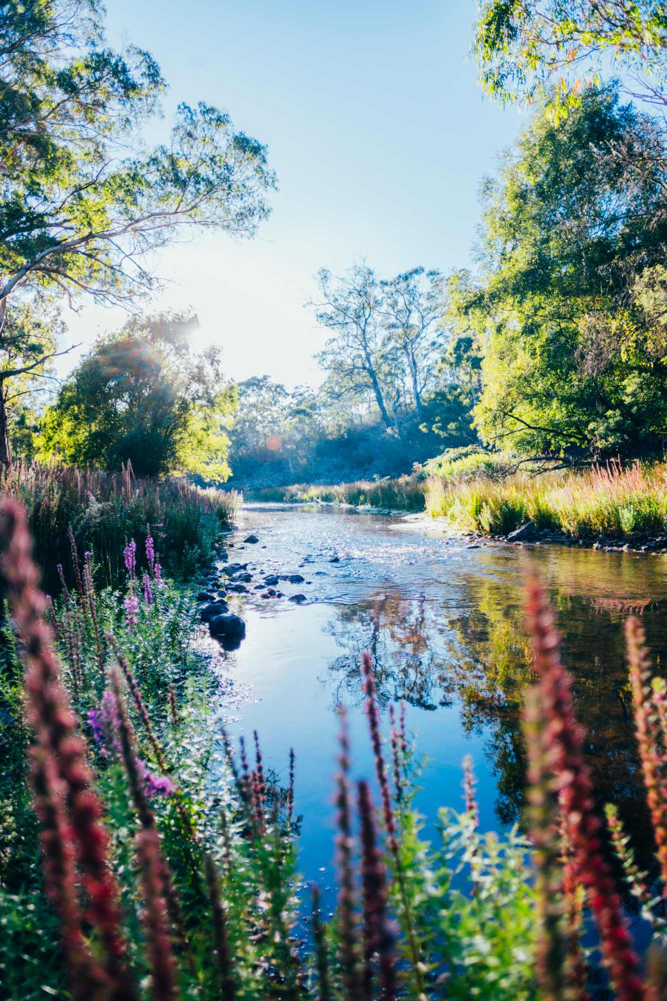 morning on the river