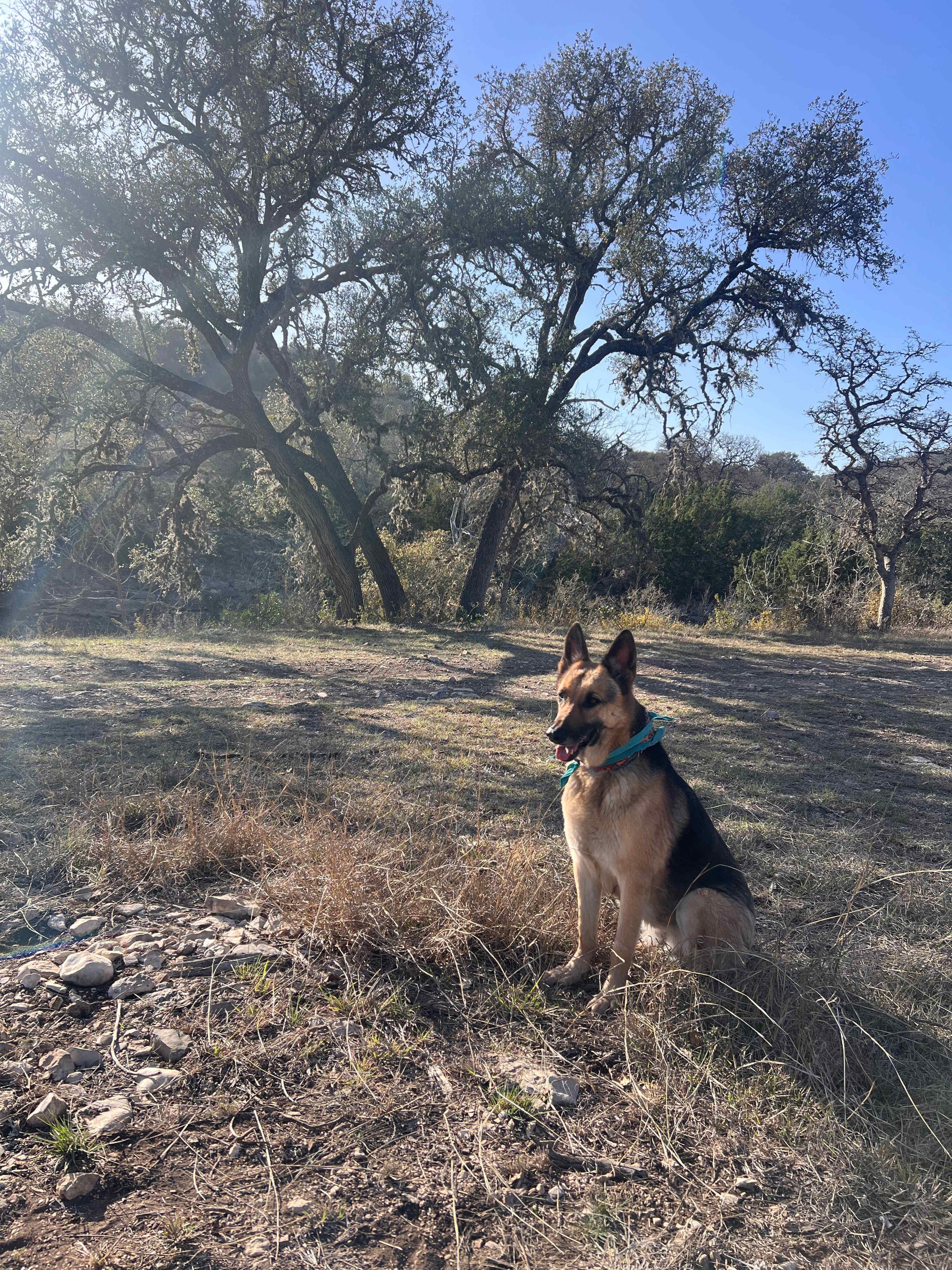 Perfect land for dogs