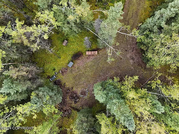 Mossy Forest Camp