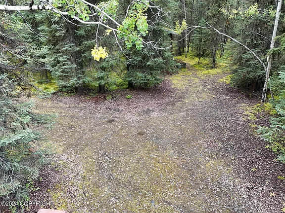 Mossy Forest Camp