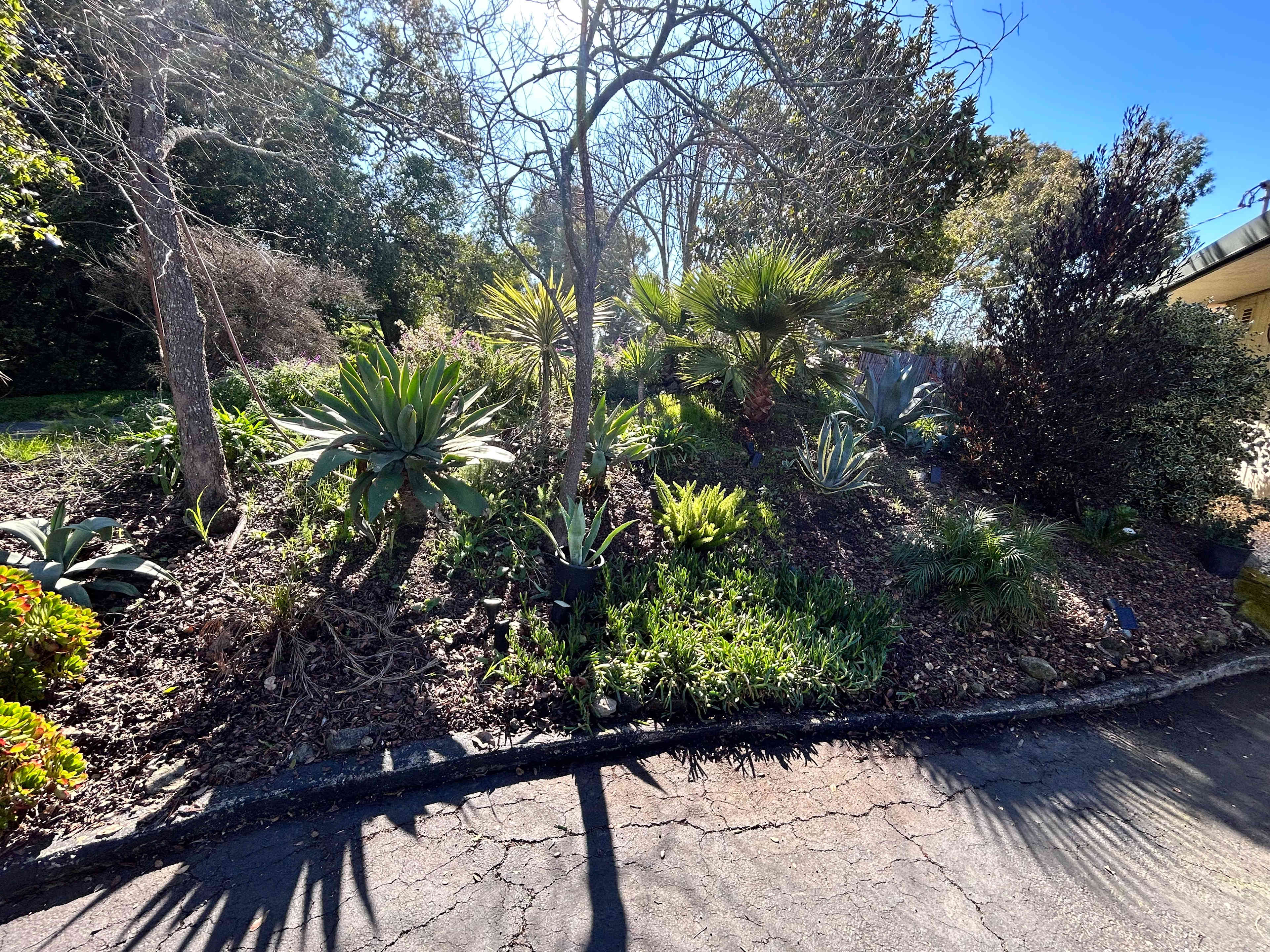 Pressley Palms