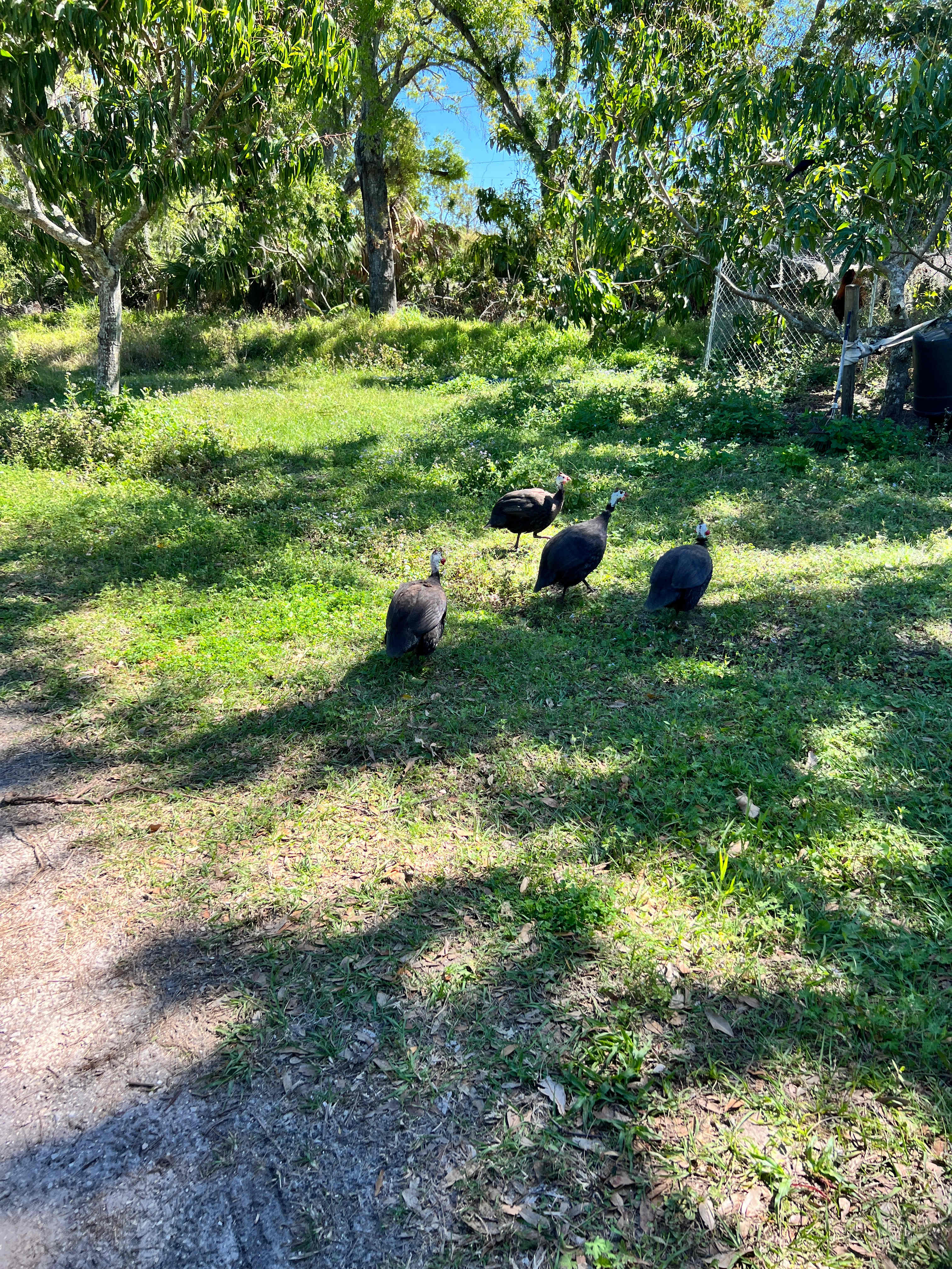 By the Pond...