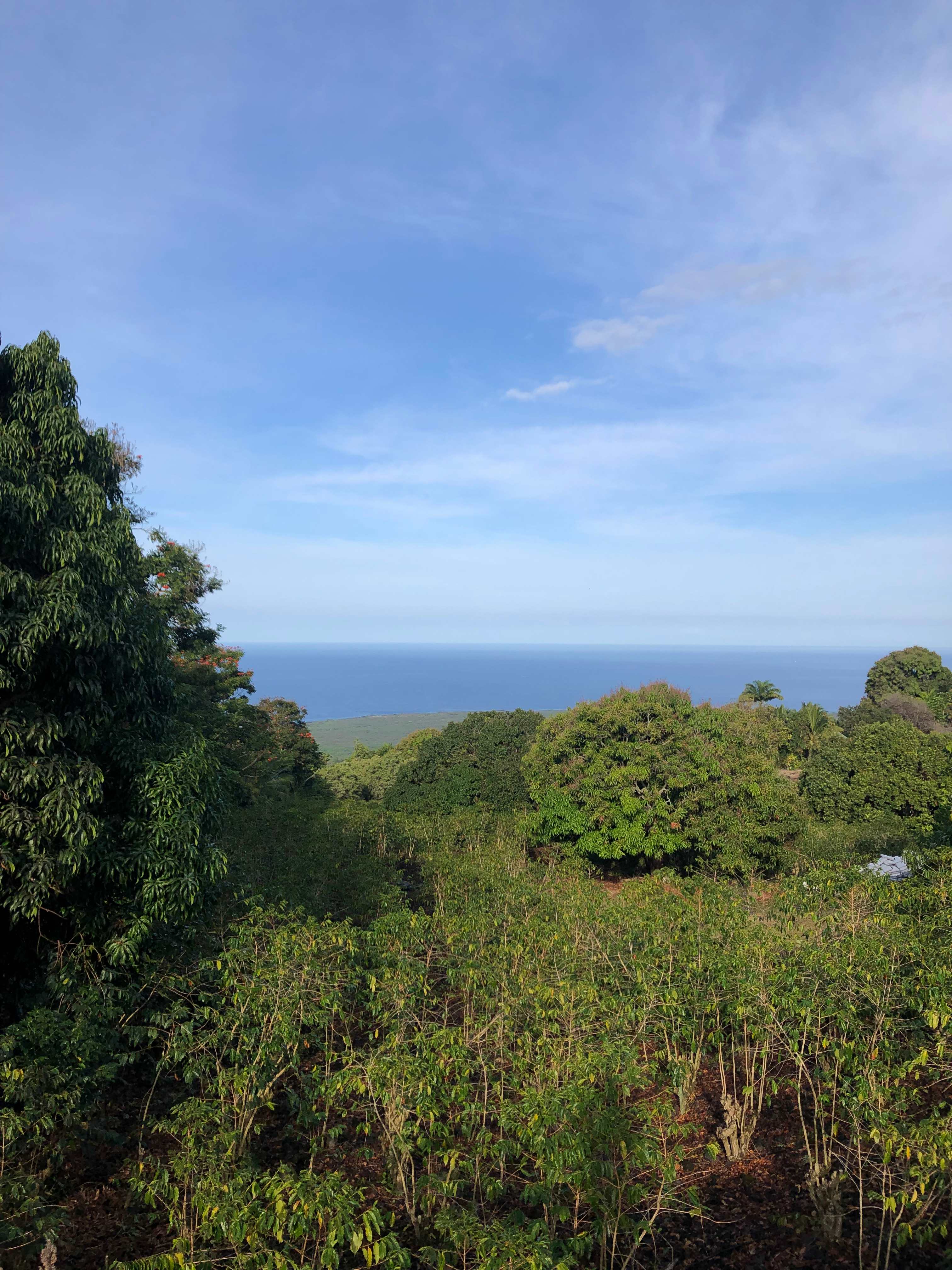 Ocean view  