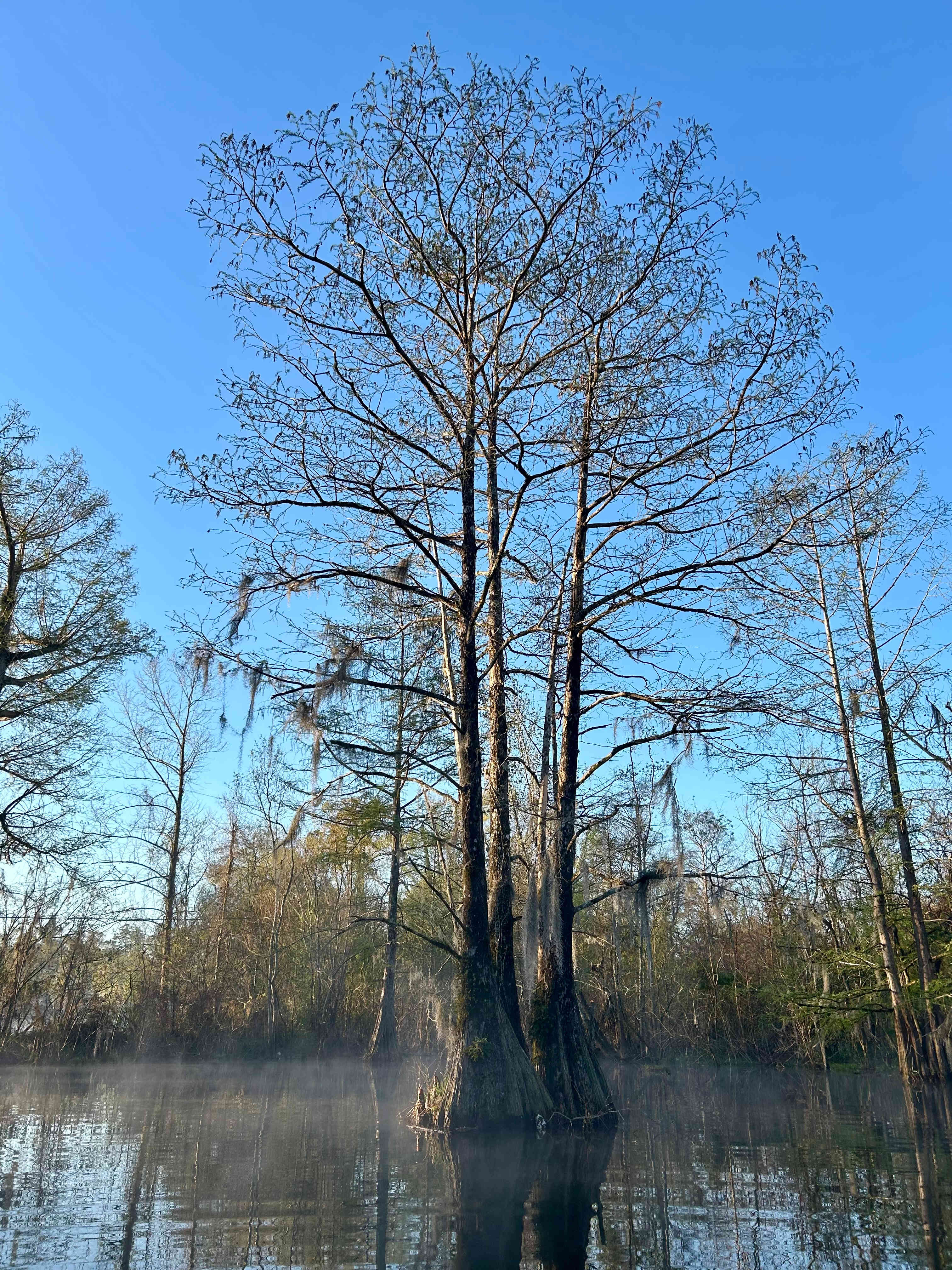 PYRAprotocol.com  Camping the Amite