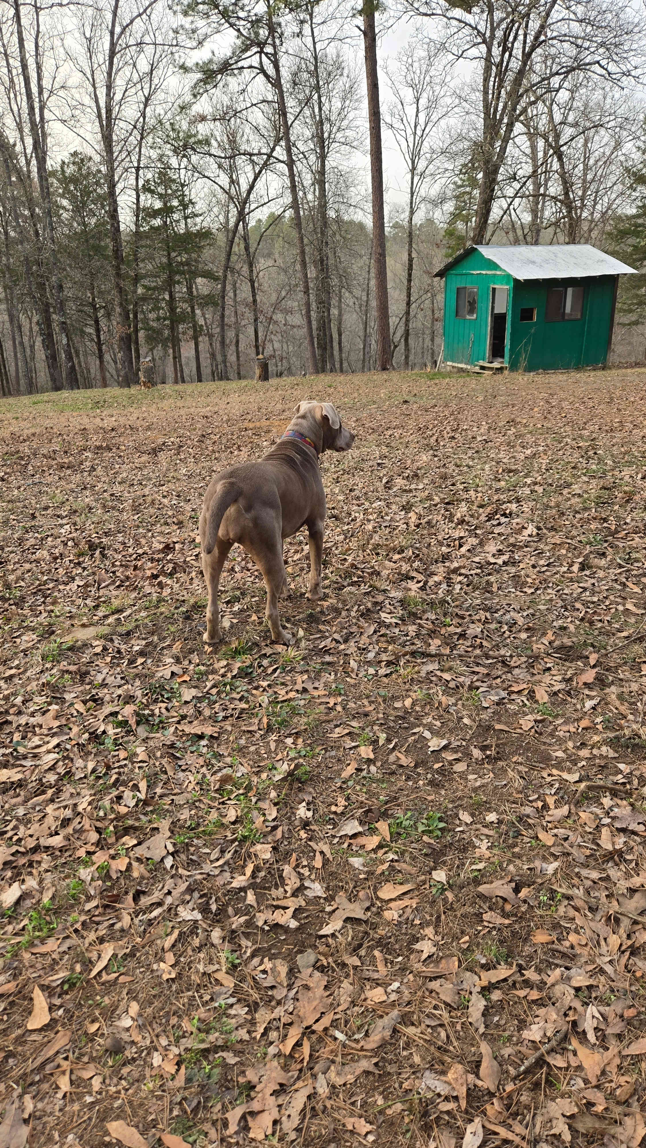 Friendly local pooch
