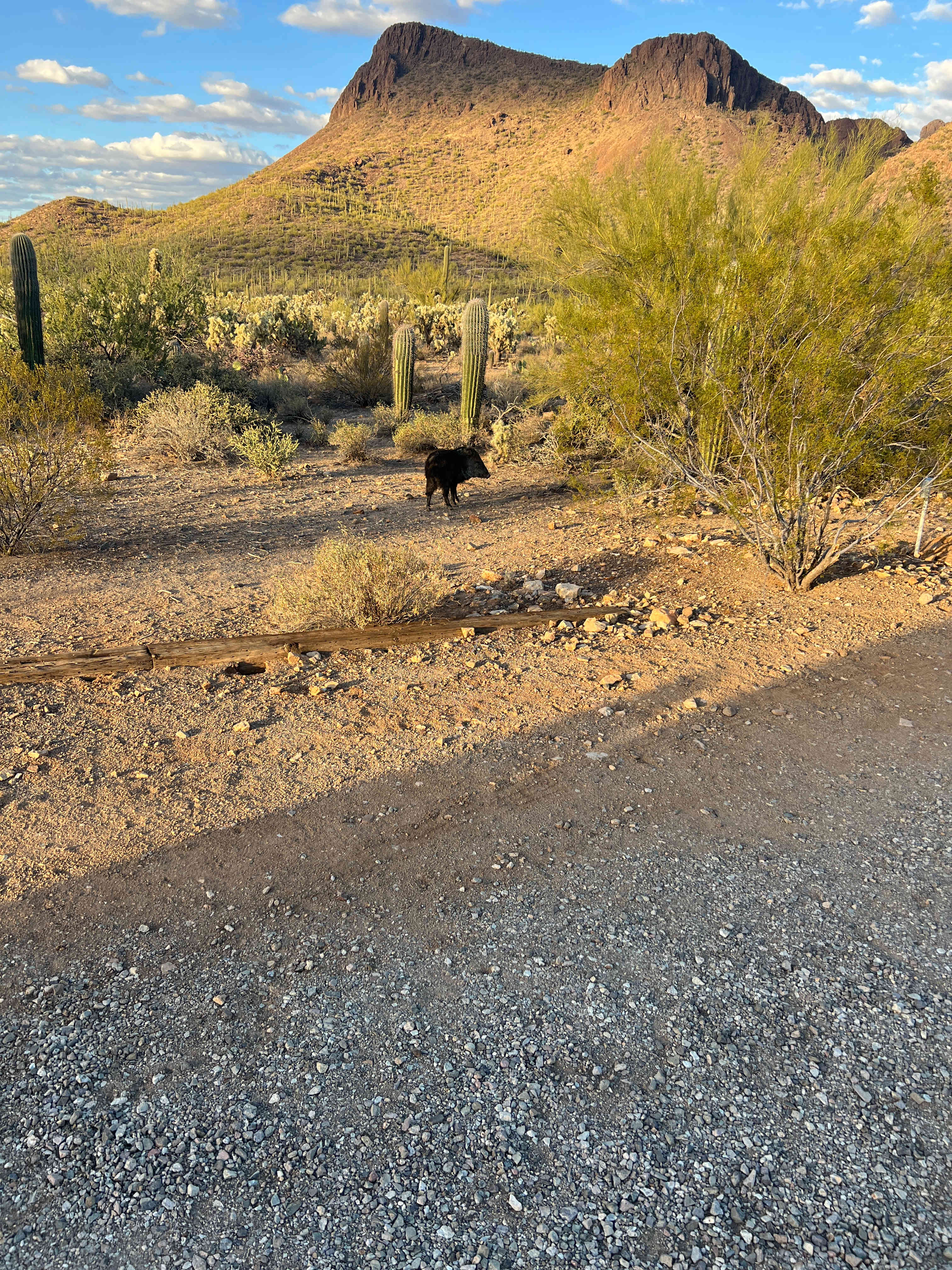 Saguaro national monument west