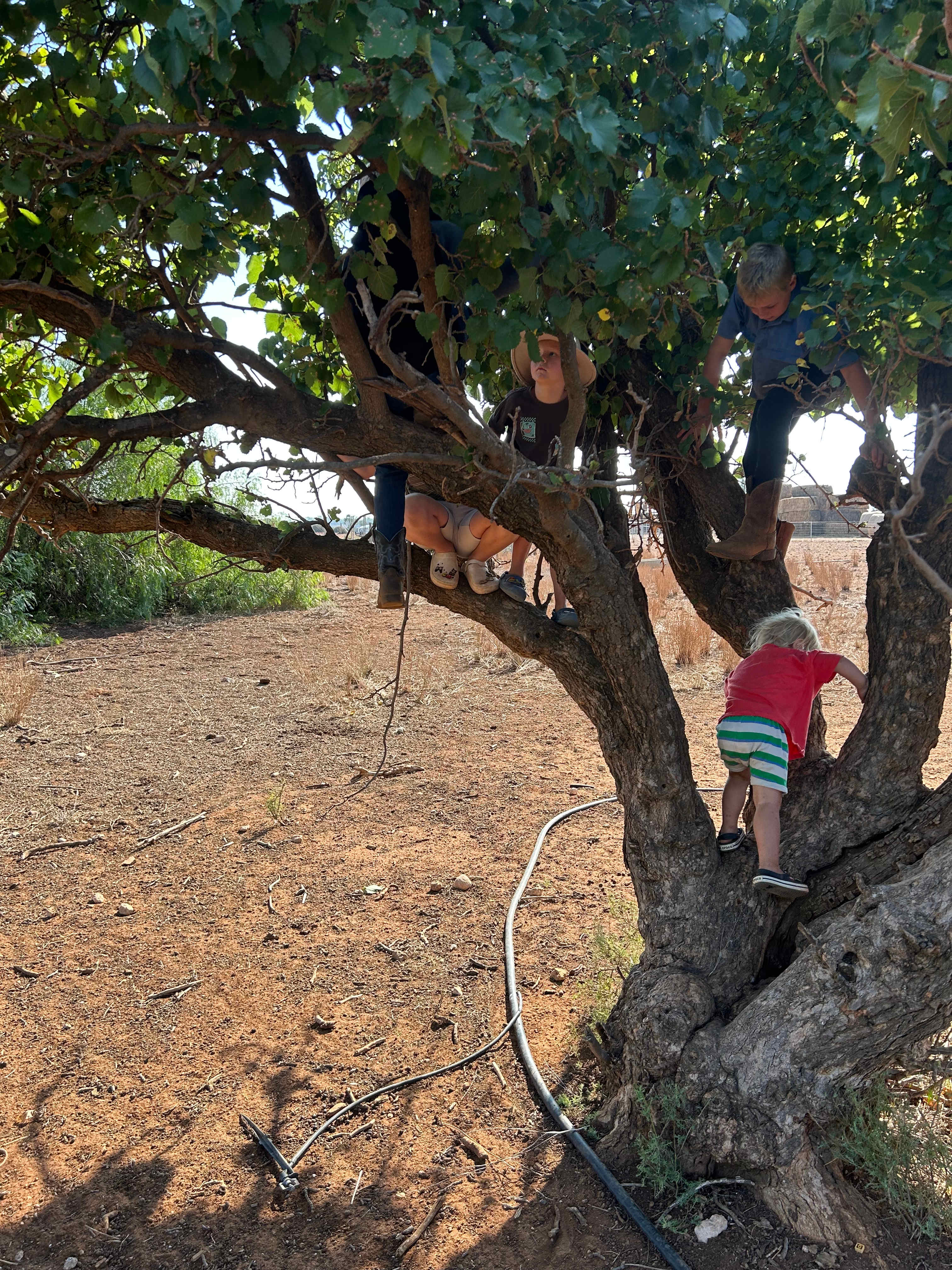 Our boys climbing trees and playing with Leanne’s boys