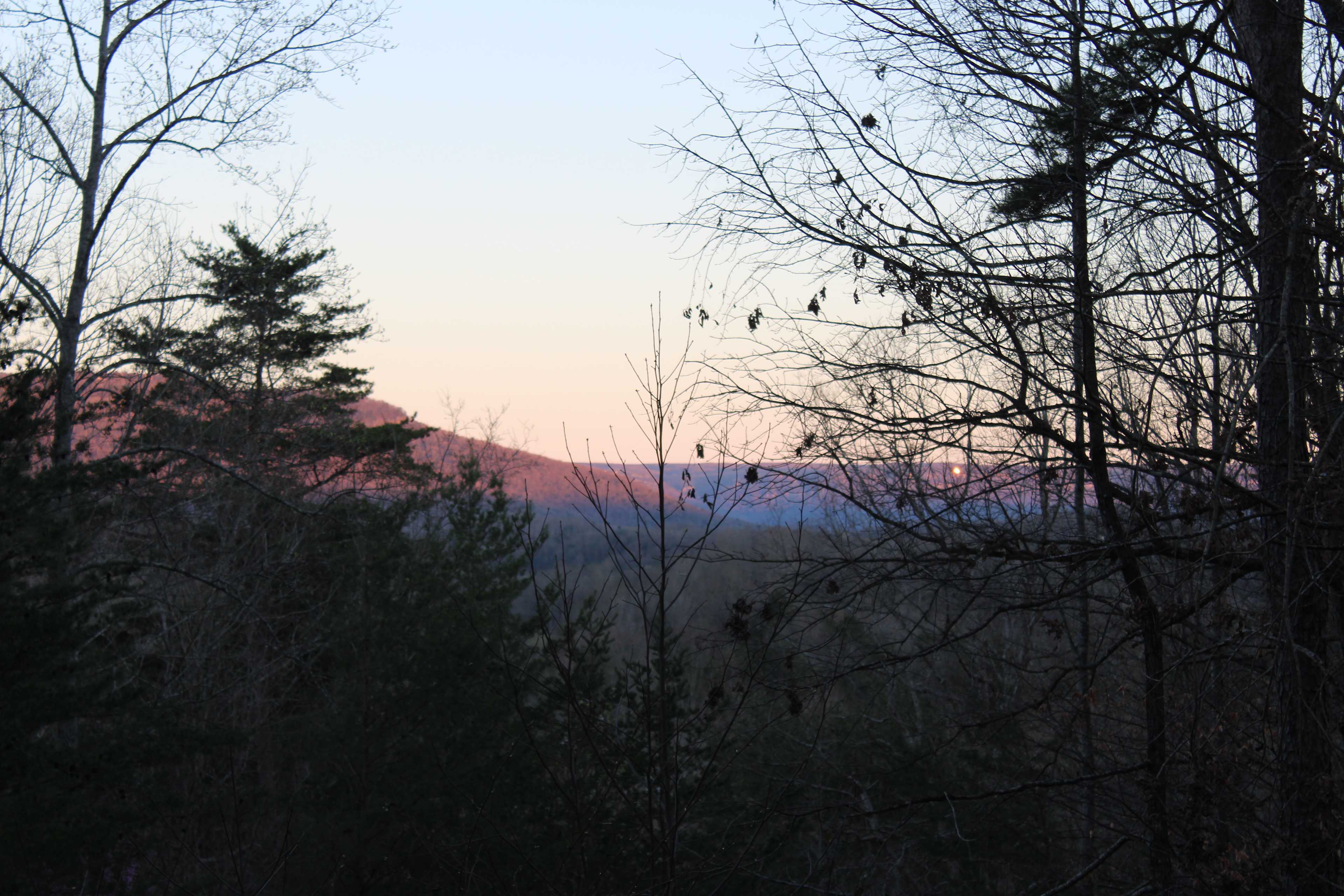Forest at Sand Mountain