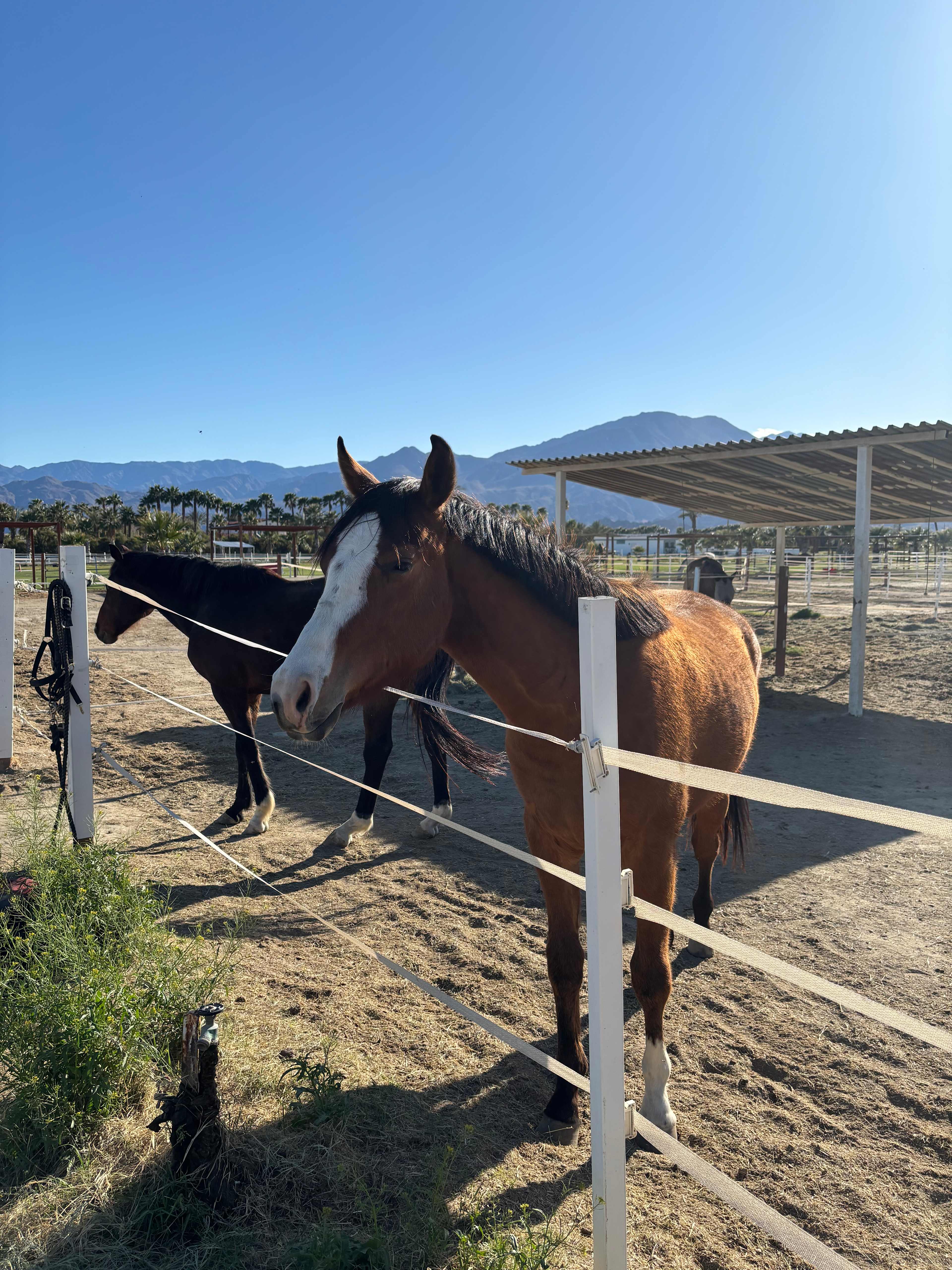 Forsythe Equestrian Club