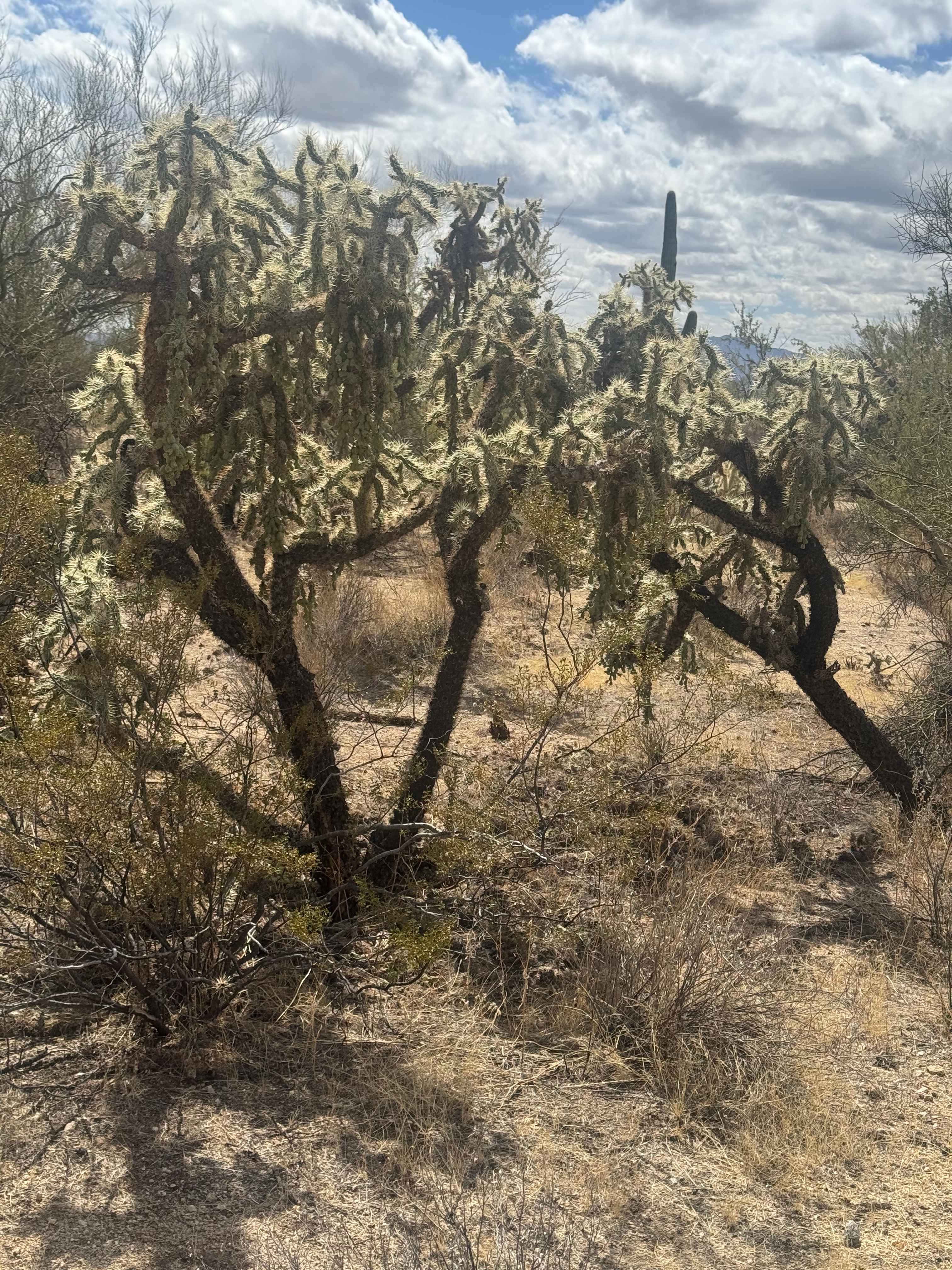Wild Burro Desert Retreat