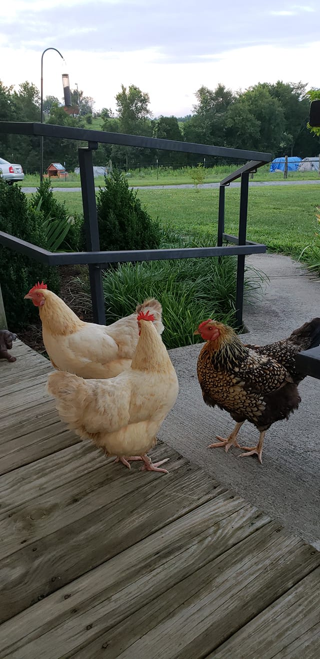Some of the hens out for a stroll.