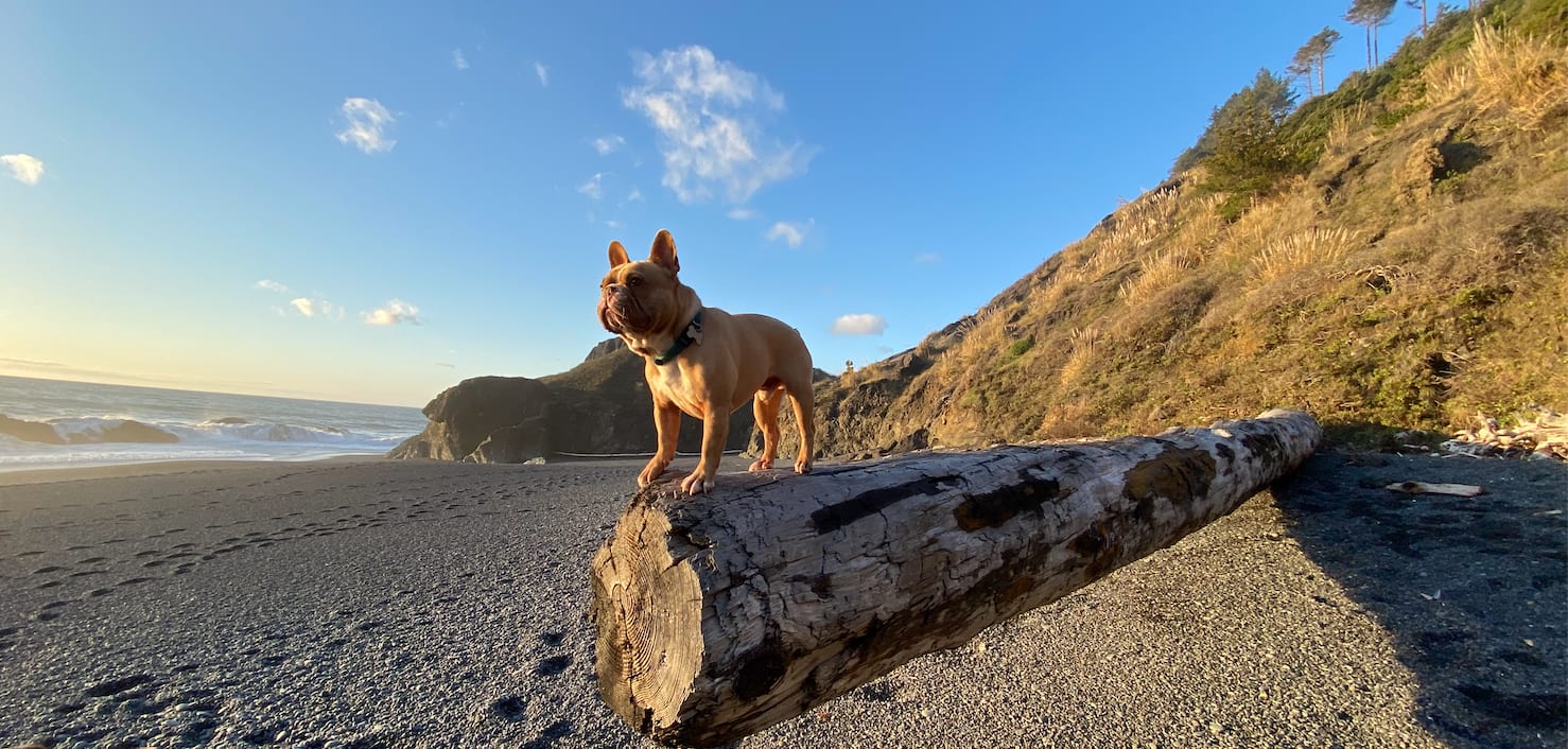 Lost Coast, Oceanview Retreat