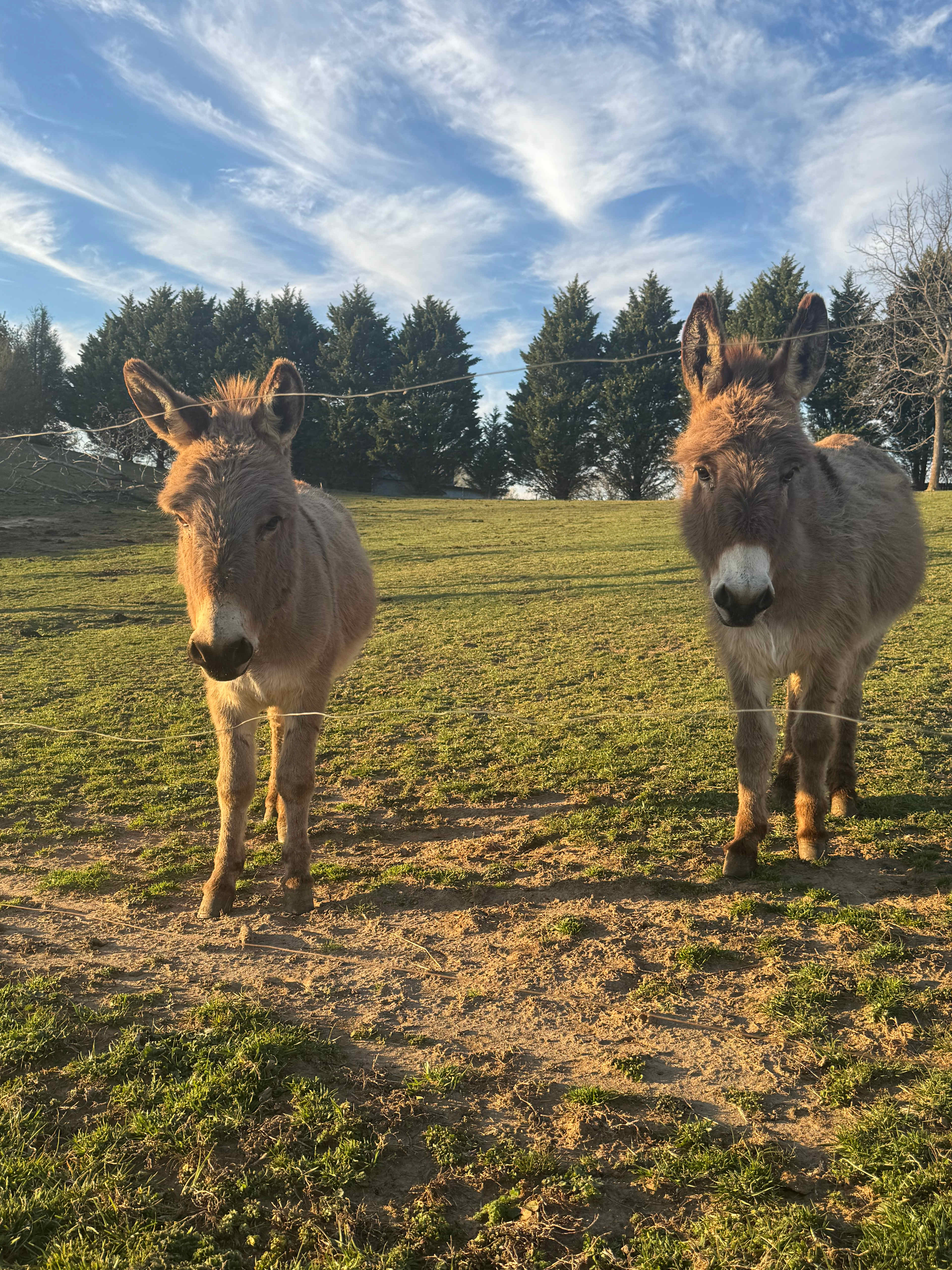 Mountain View Acres