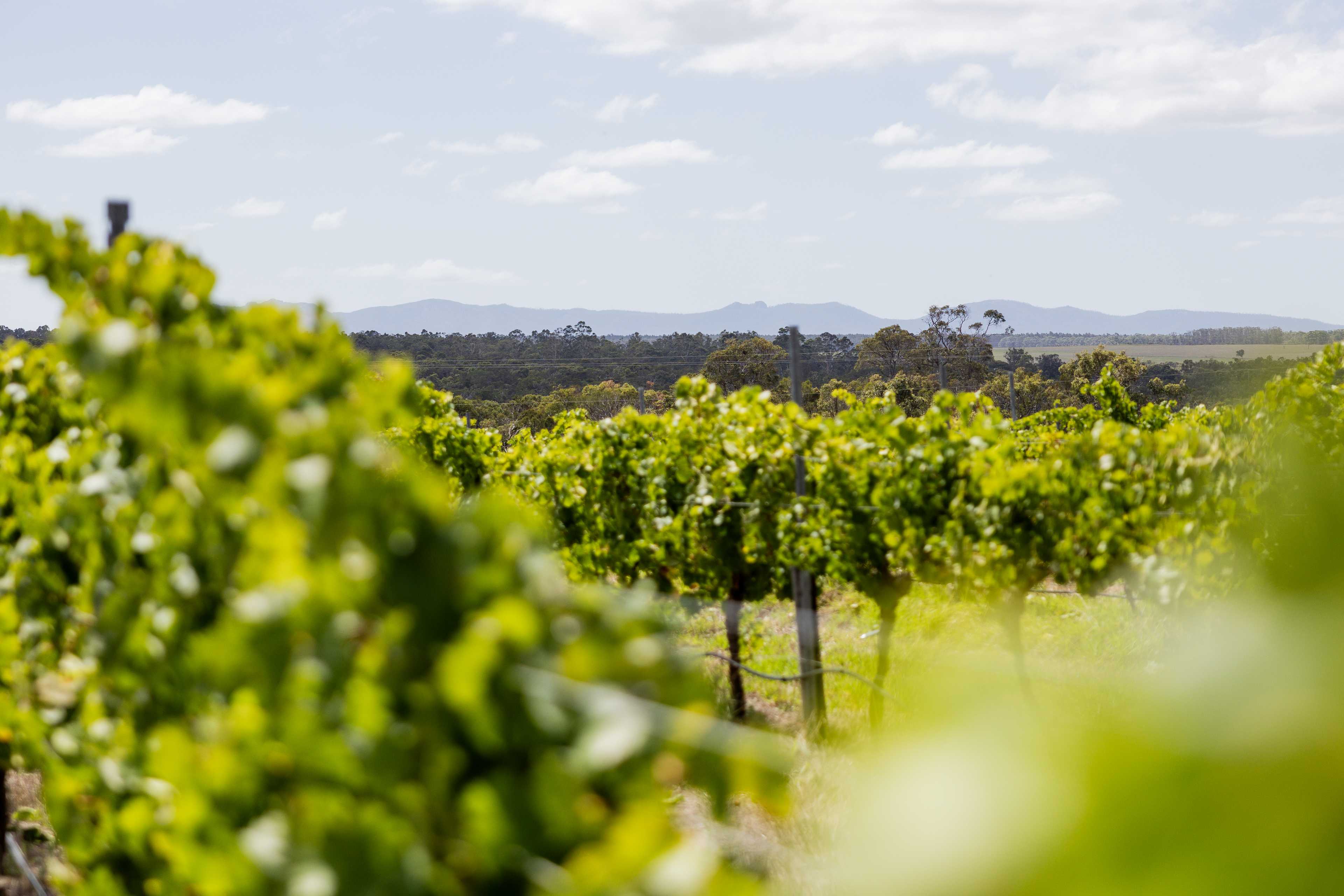 Big Nanna Vineyard