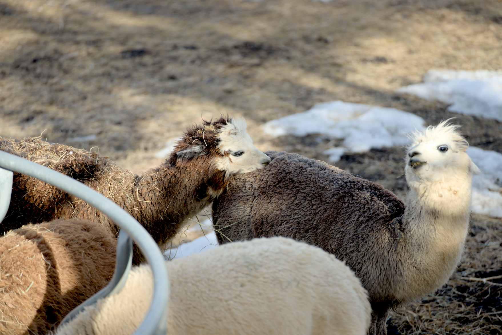 C.Valley Alpaca and Beef Ranch