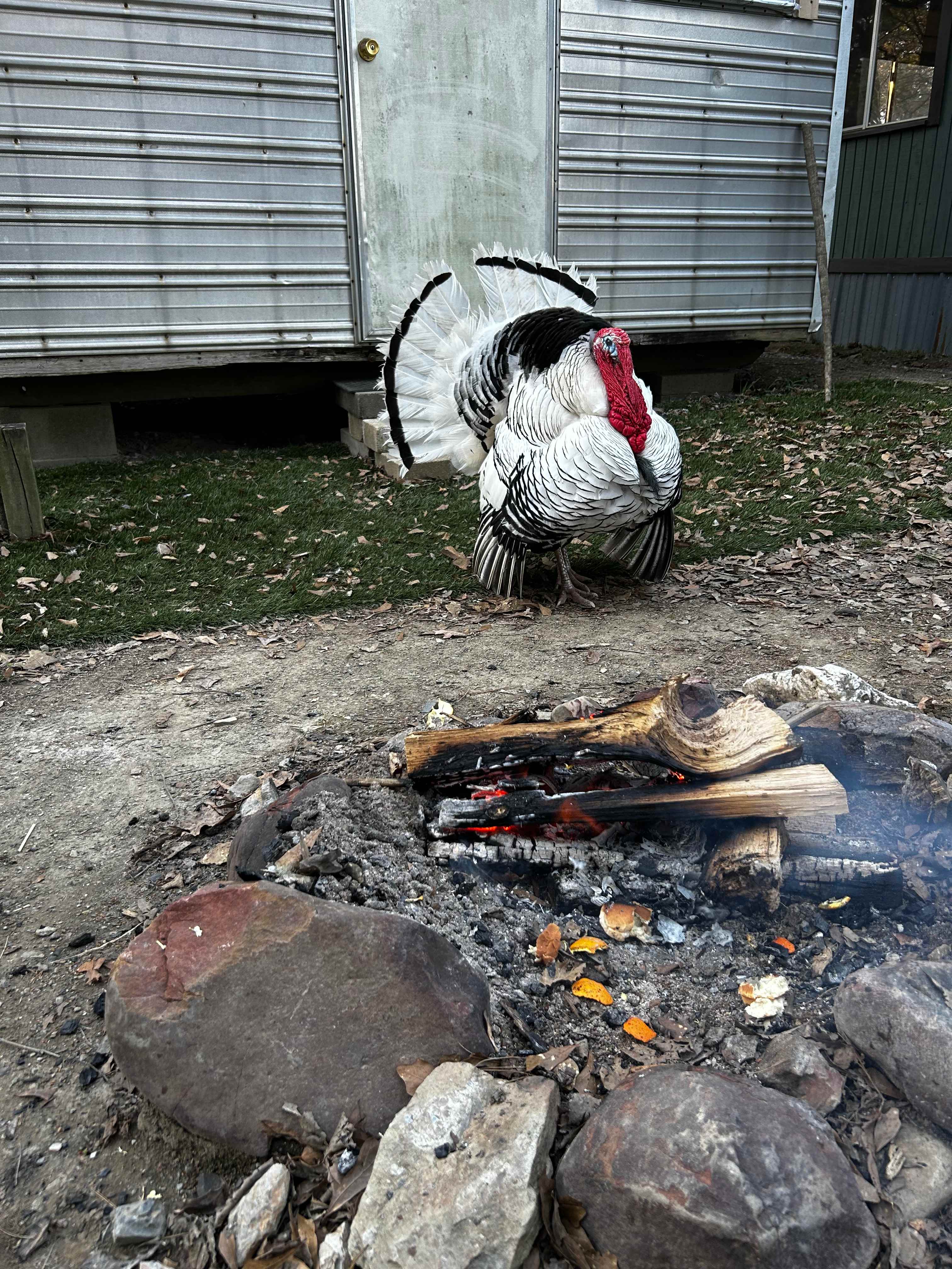 Thomas the turkey 