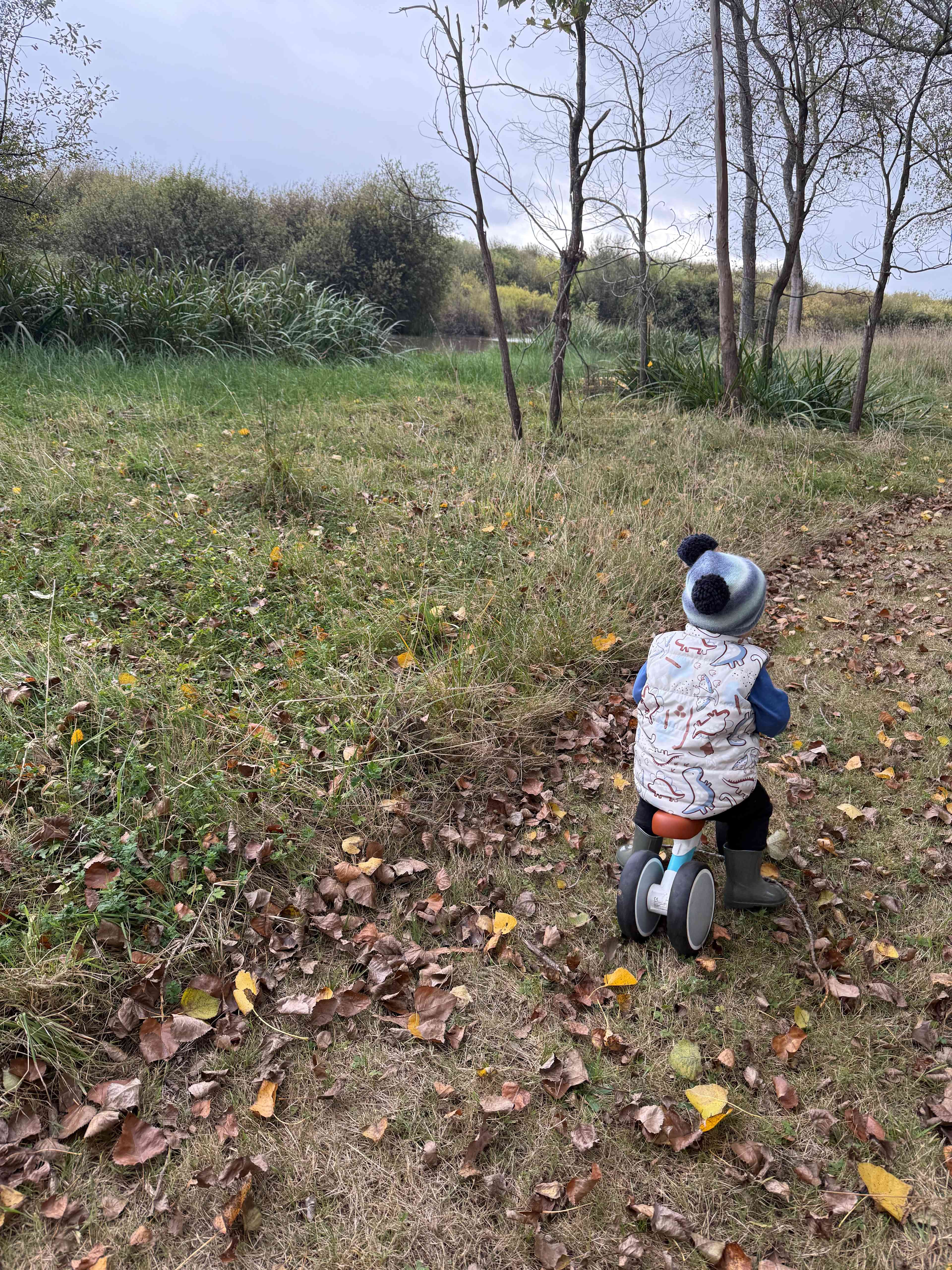 Wings of the Carribee