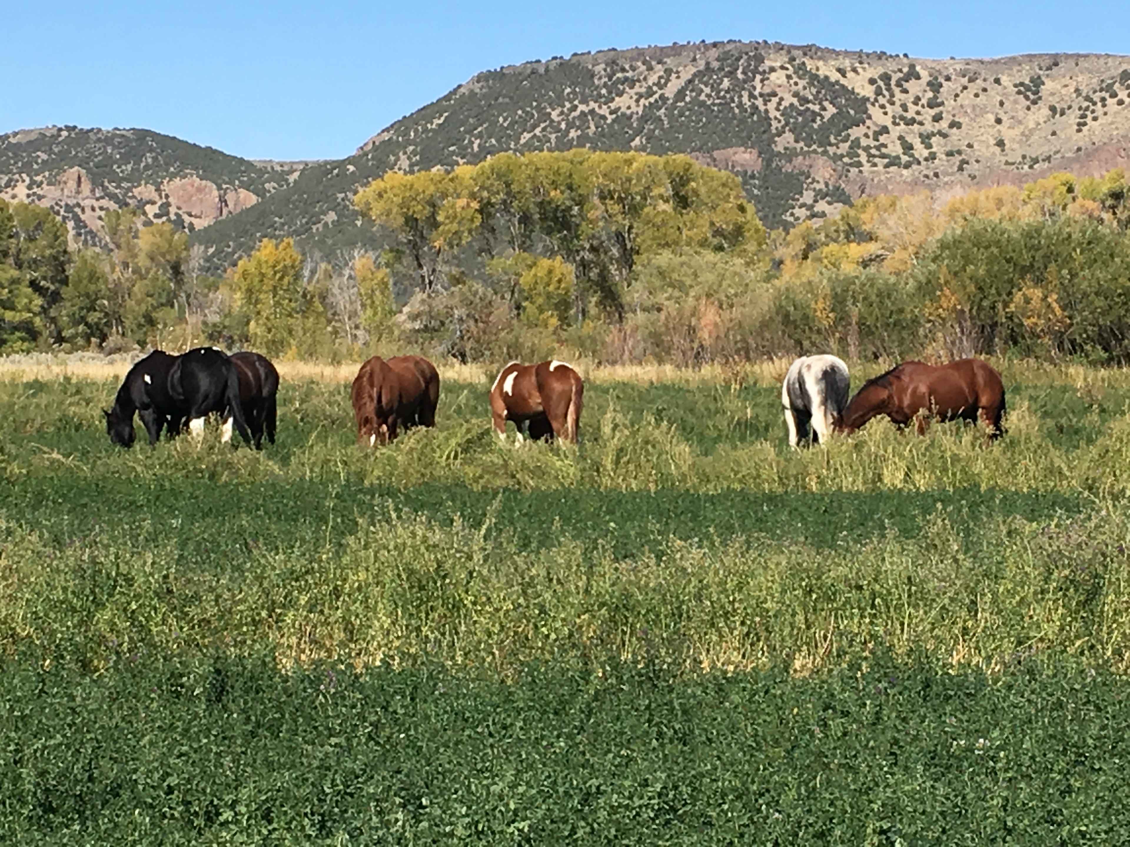 Lucky T Ranch