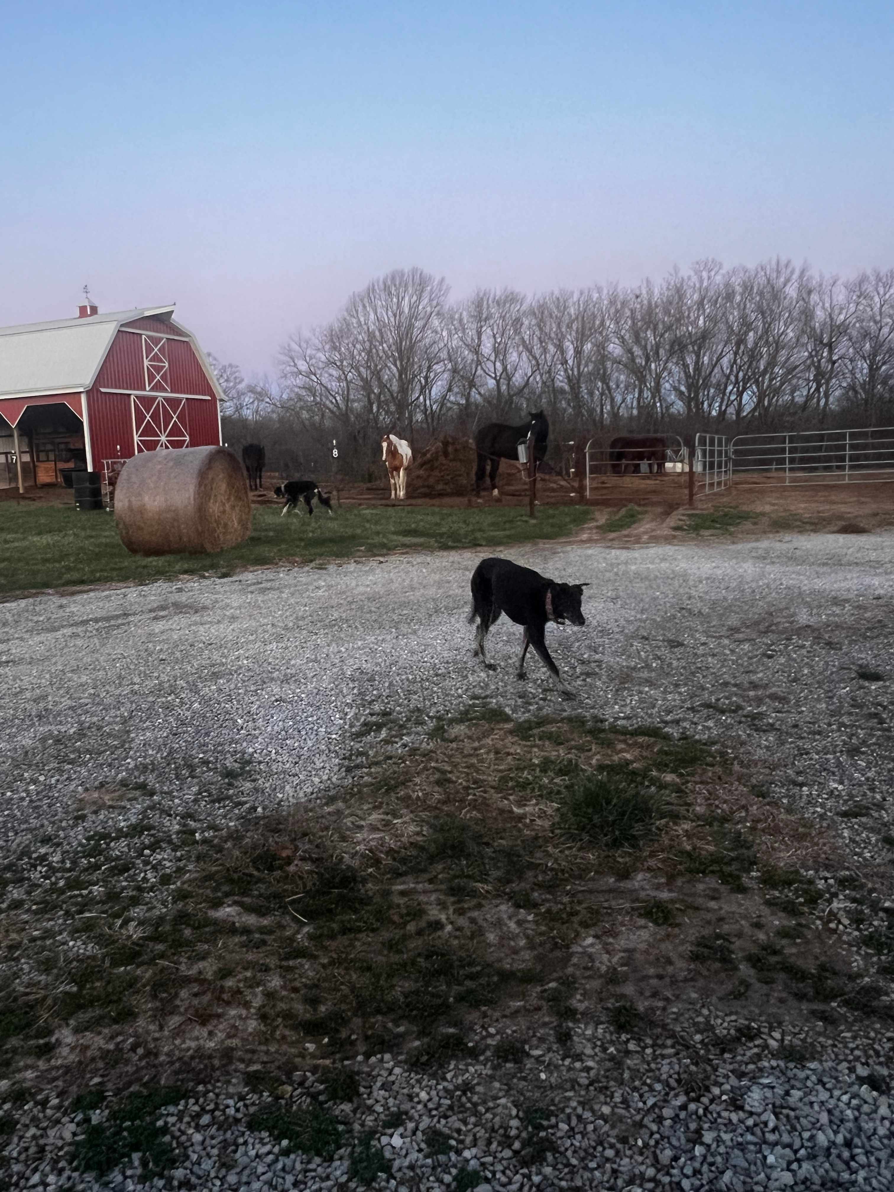 Selby Farm Horse Retirement