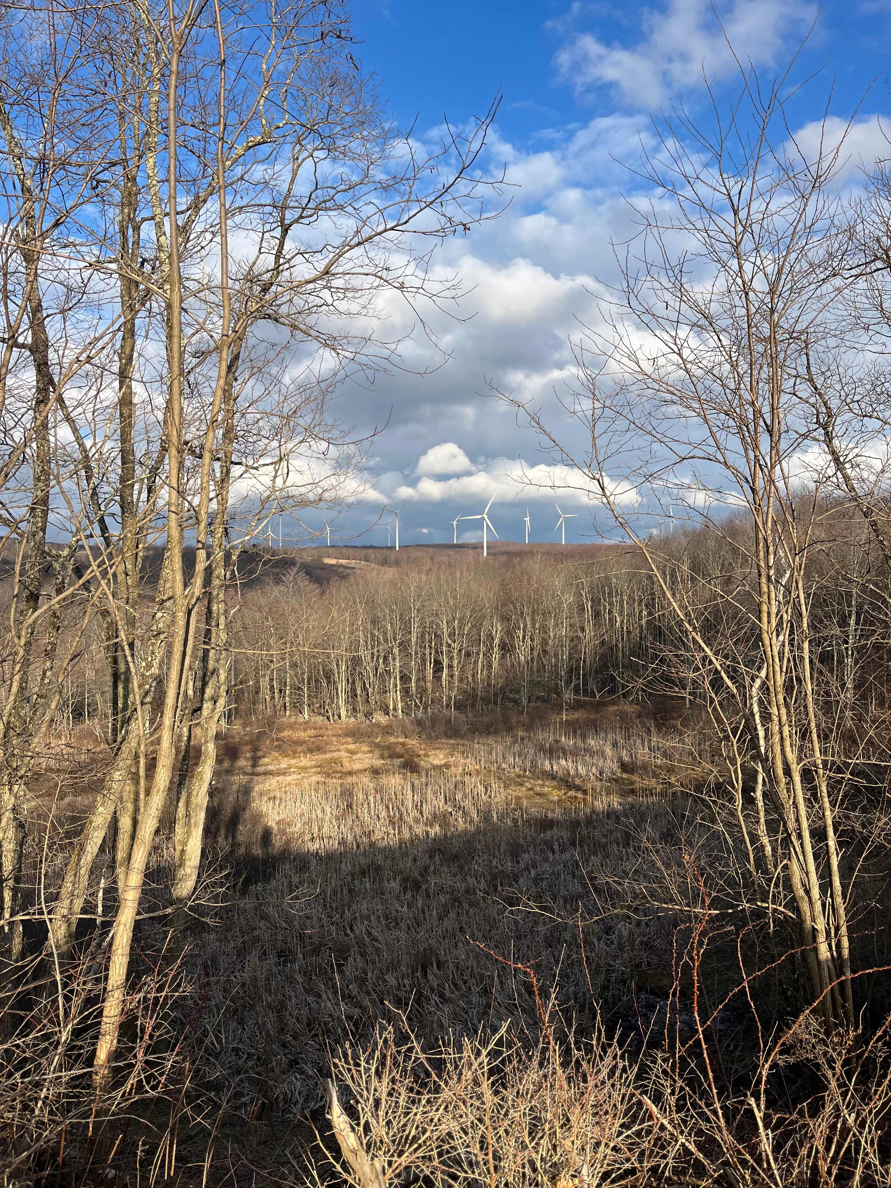 Bear Run Farms
