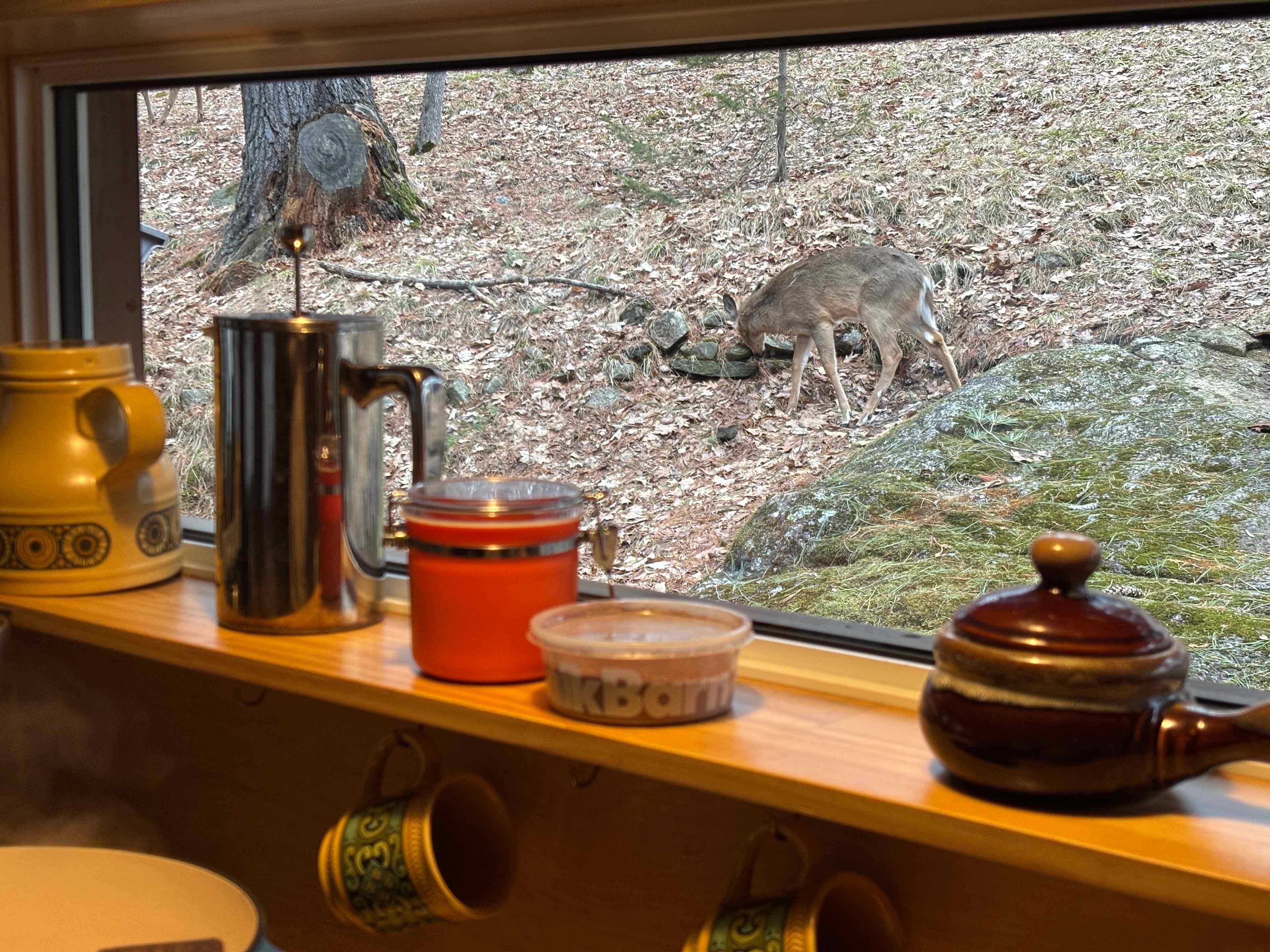 Deer outside the window all the time