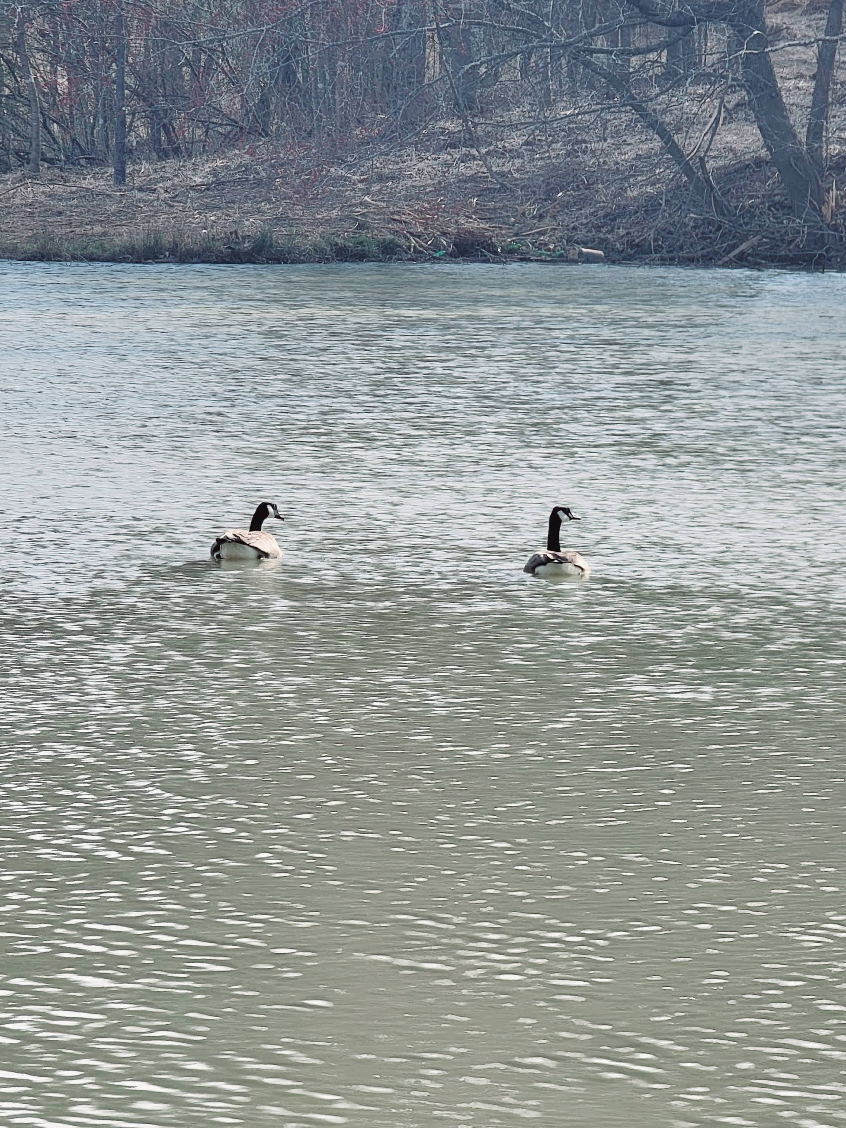 Our resident geese — please enjoy from a distance and do not feed the wildlife.
