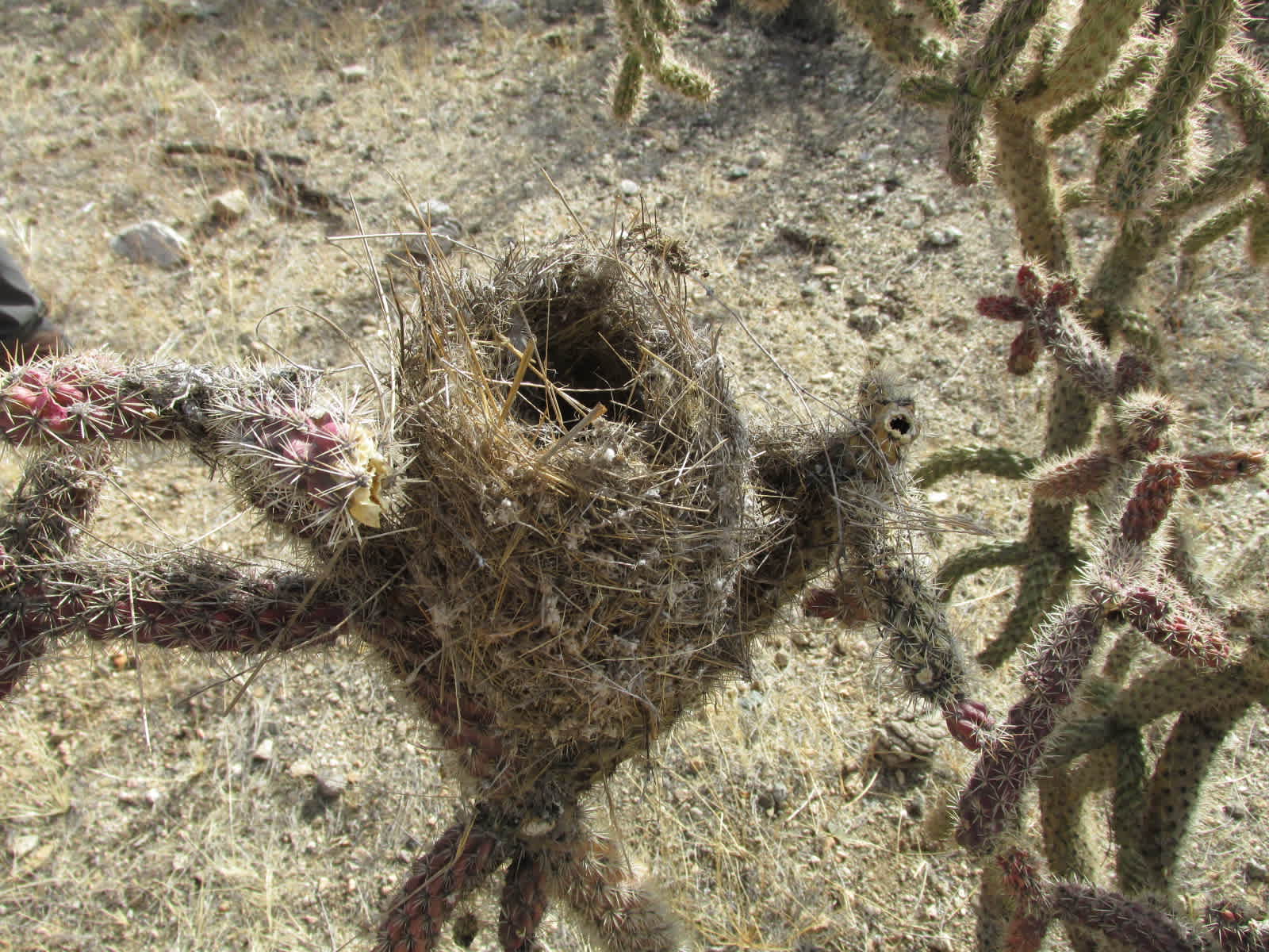 Epic Private 300 Acre Saguaro Park