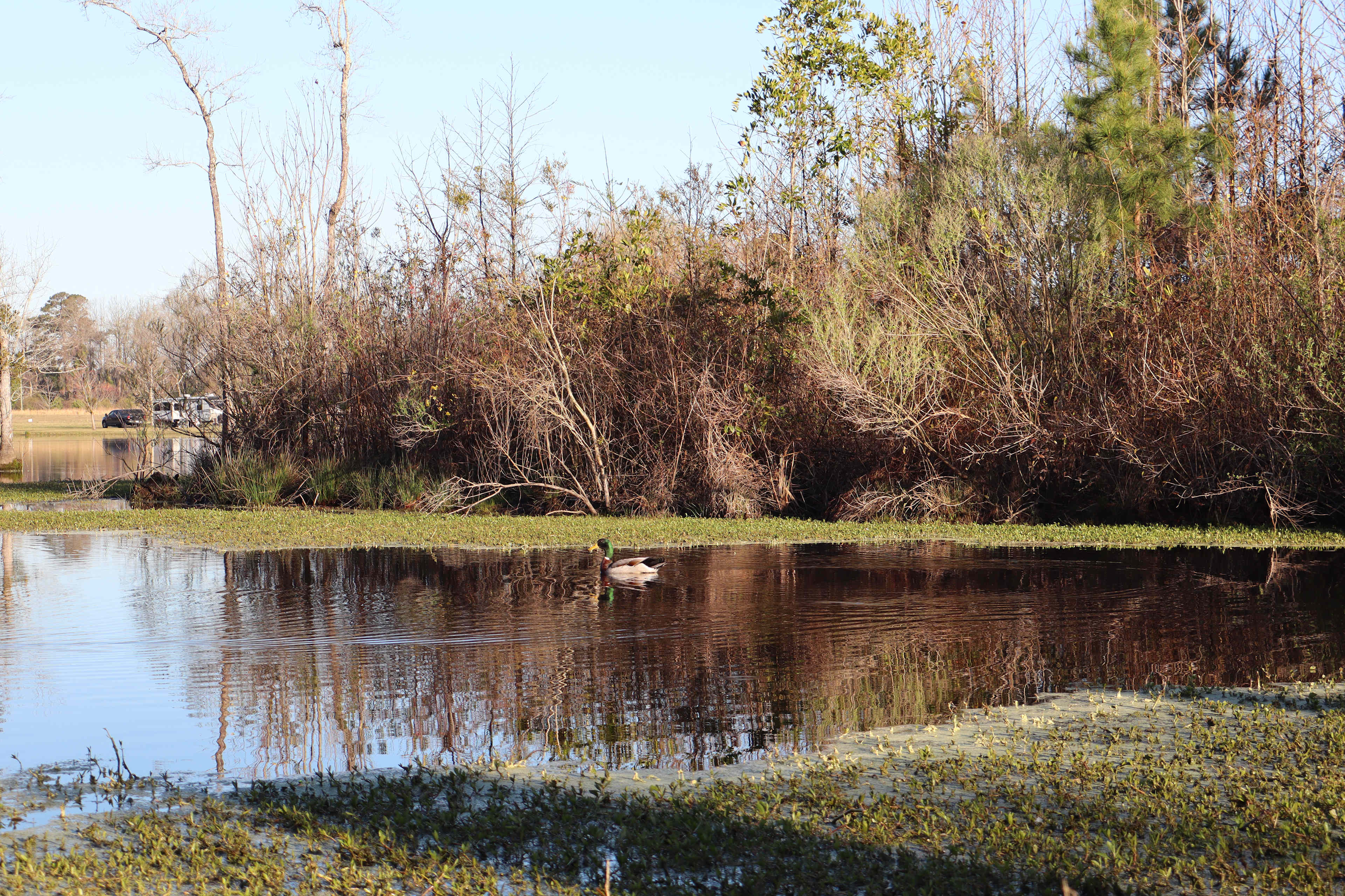 JCO Campground at Lee Baysden Pond
