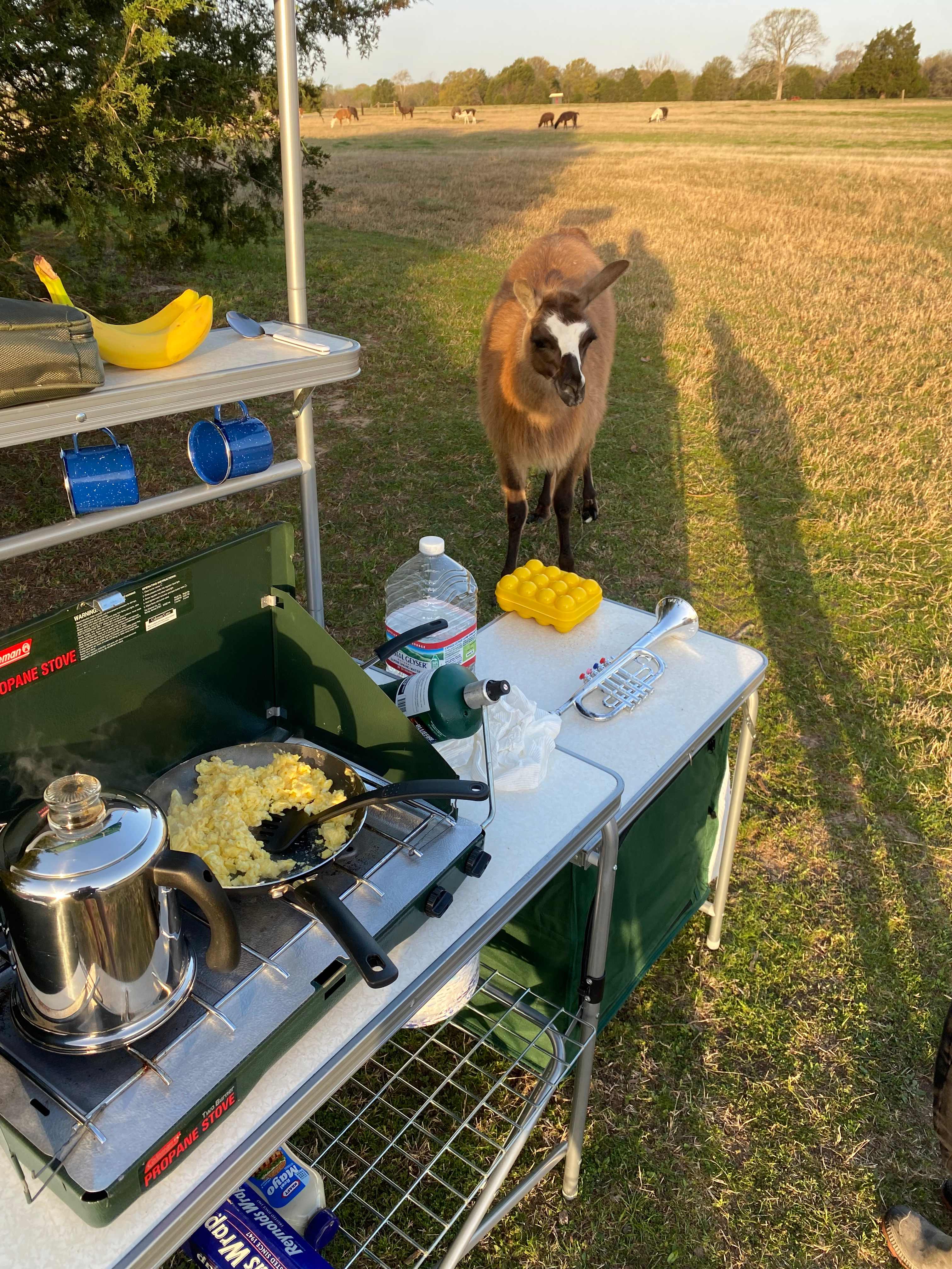 Llama Land Ranch