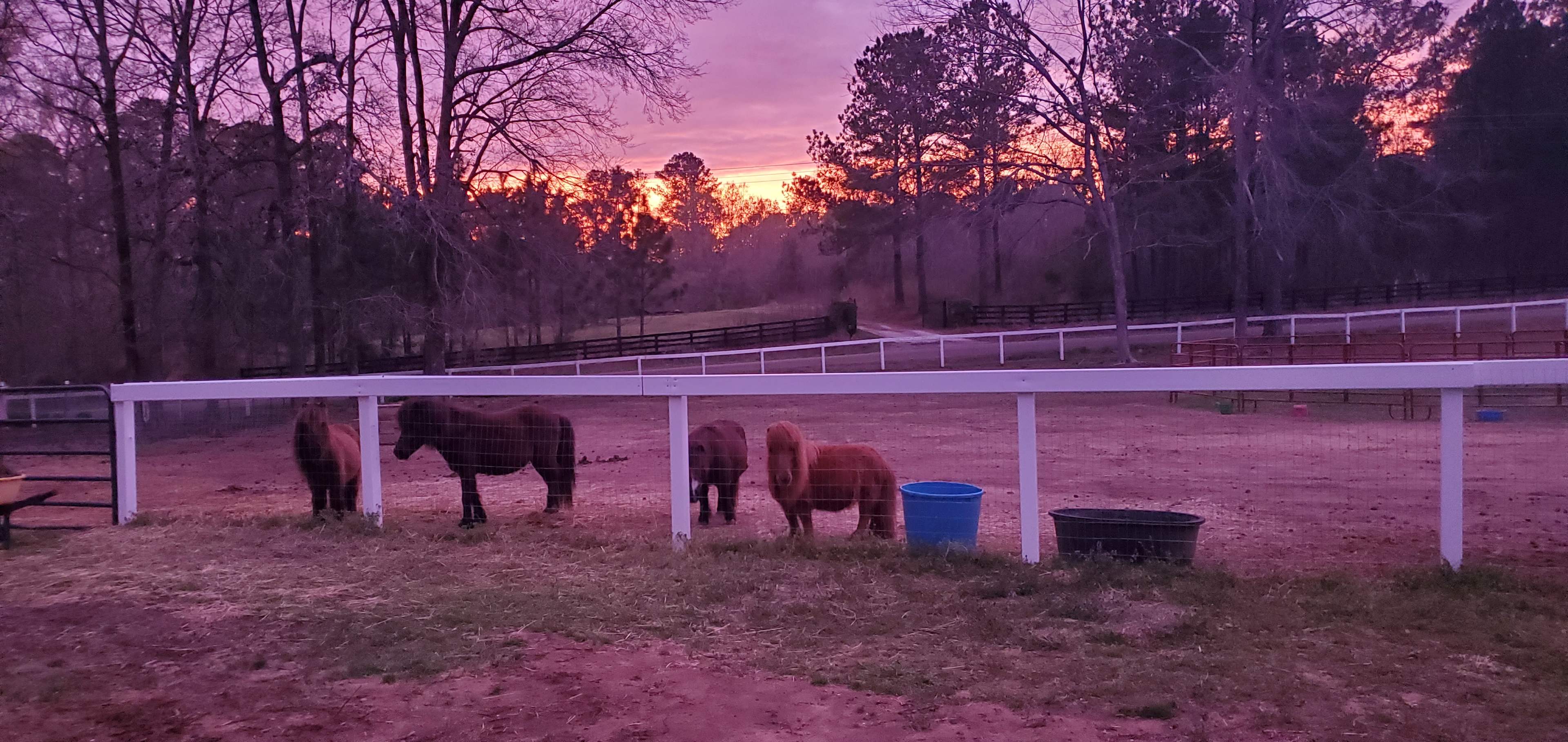 Camp Hope at Hope for Hooves Rescue