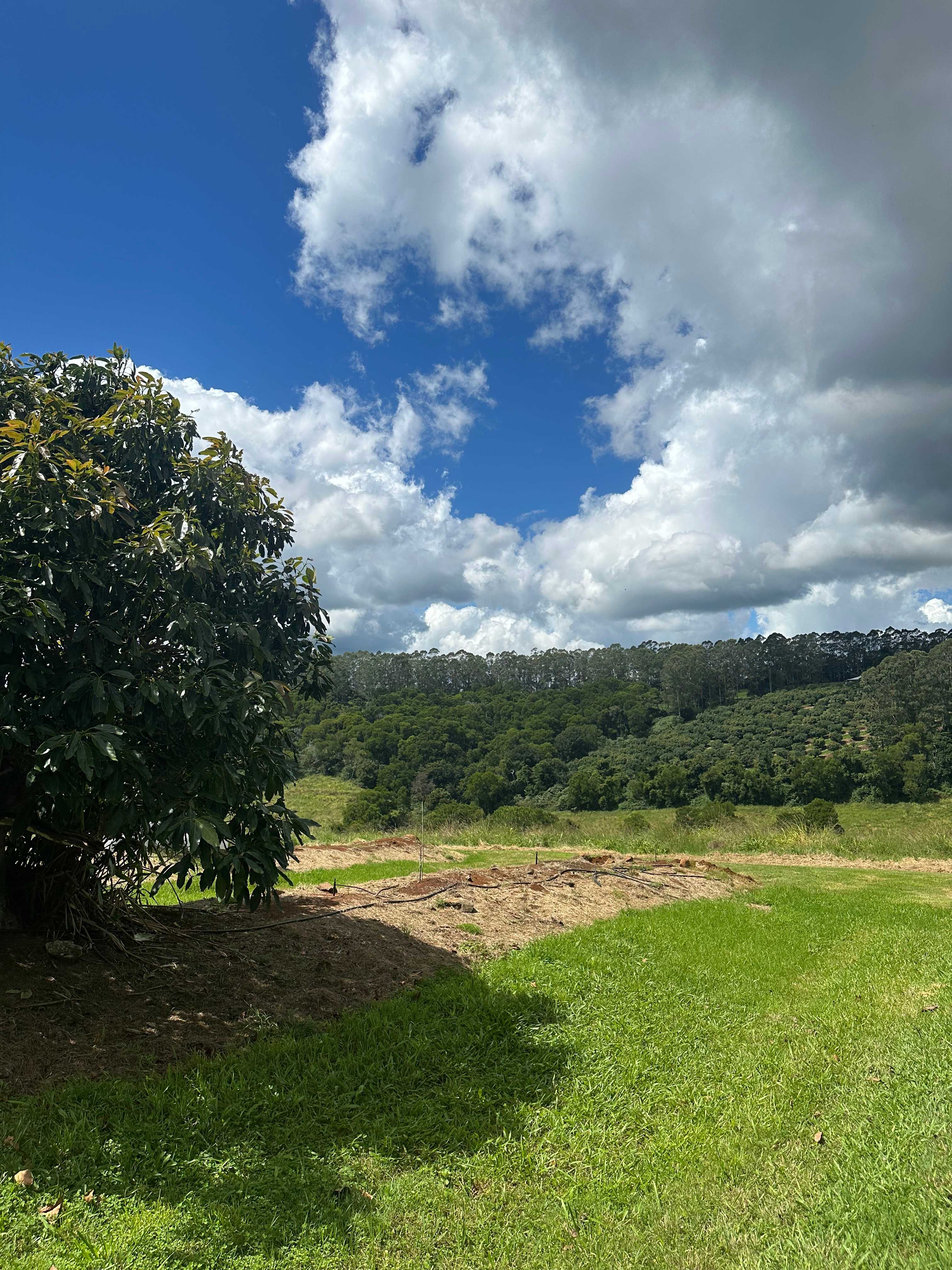 Tremayne - The Old Avocado Farm