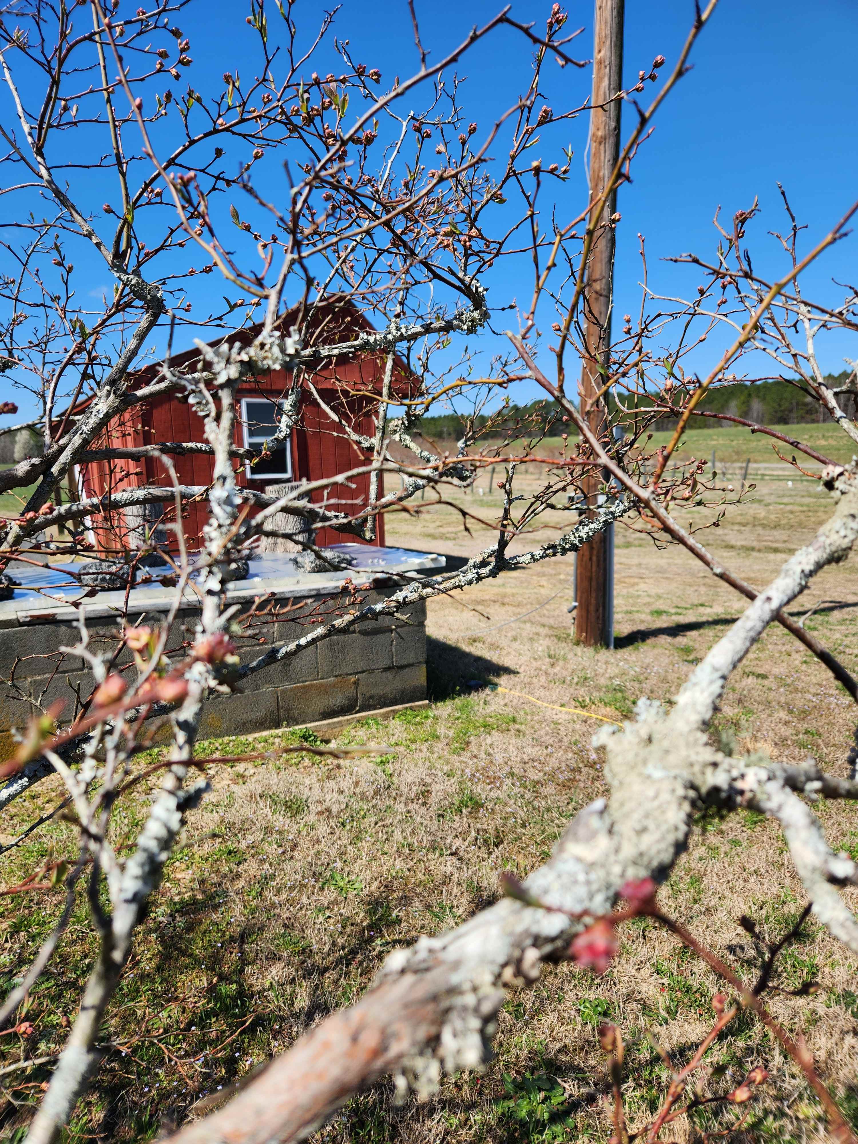 Drewry Blueberry Farm