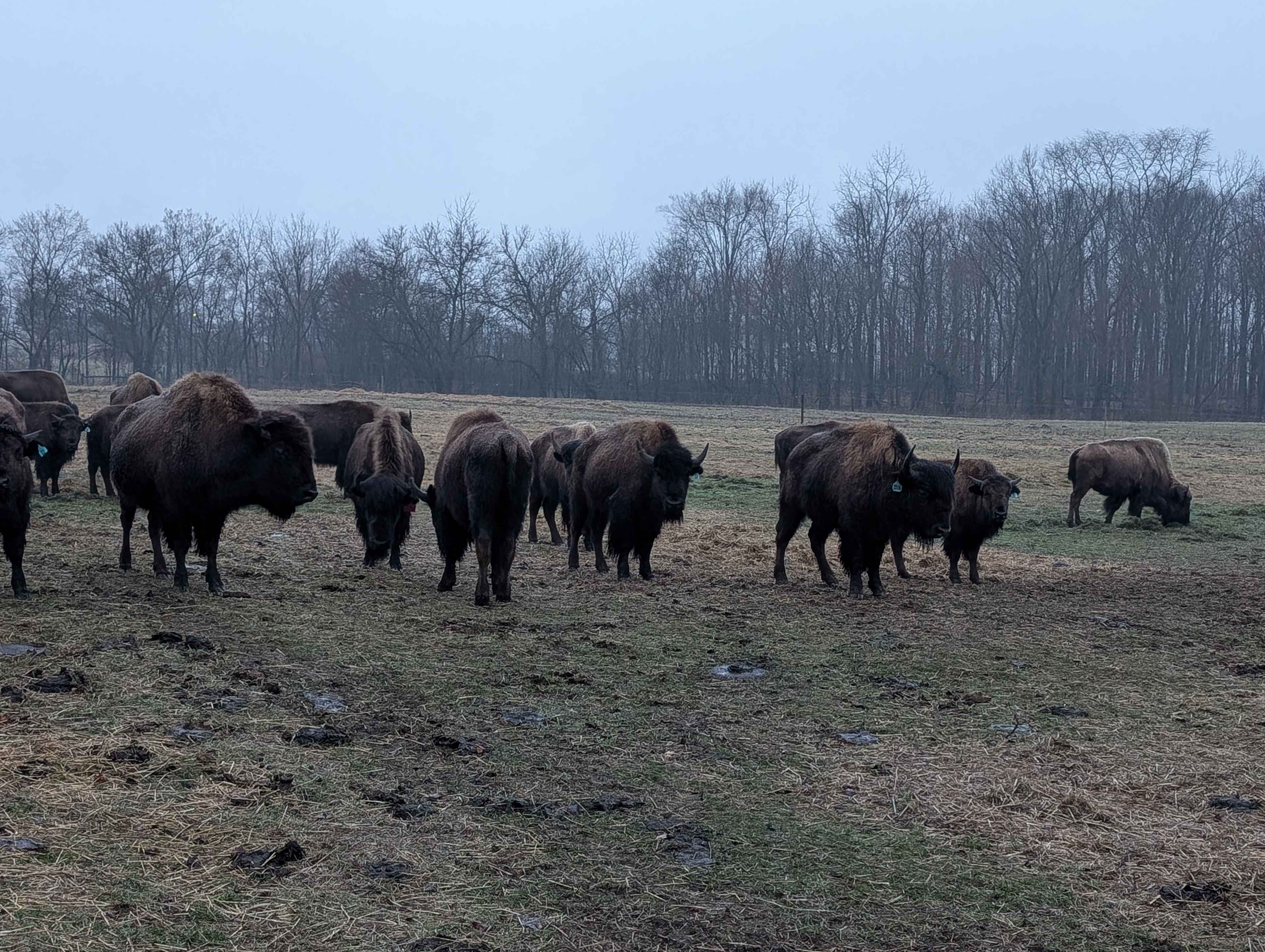 Bracy Gold Bison Ranch