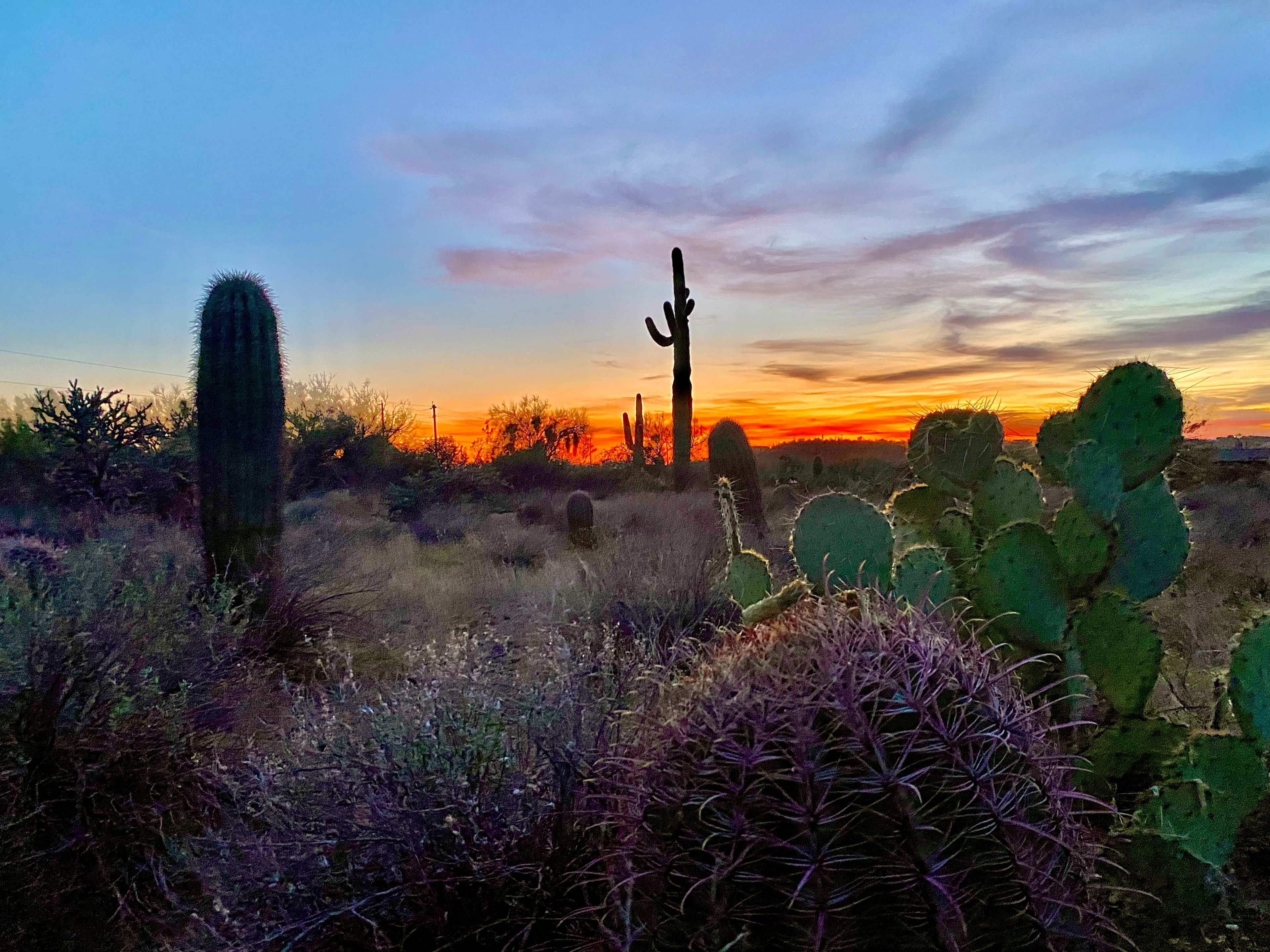 Saguaro Forrest @ Dragonfly Ranch