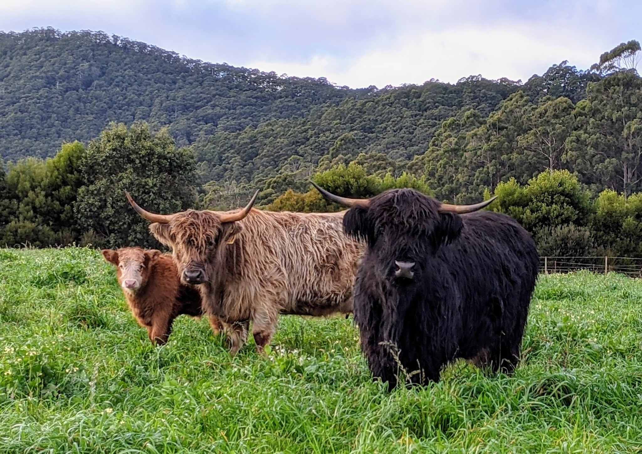 Mount Gnomon Farm