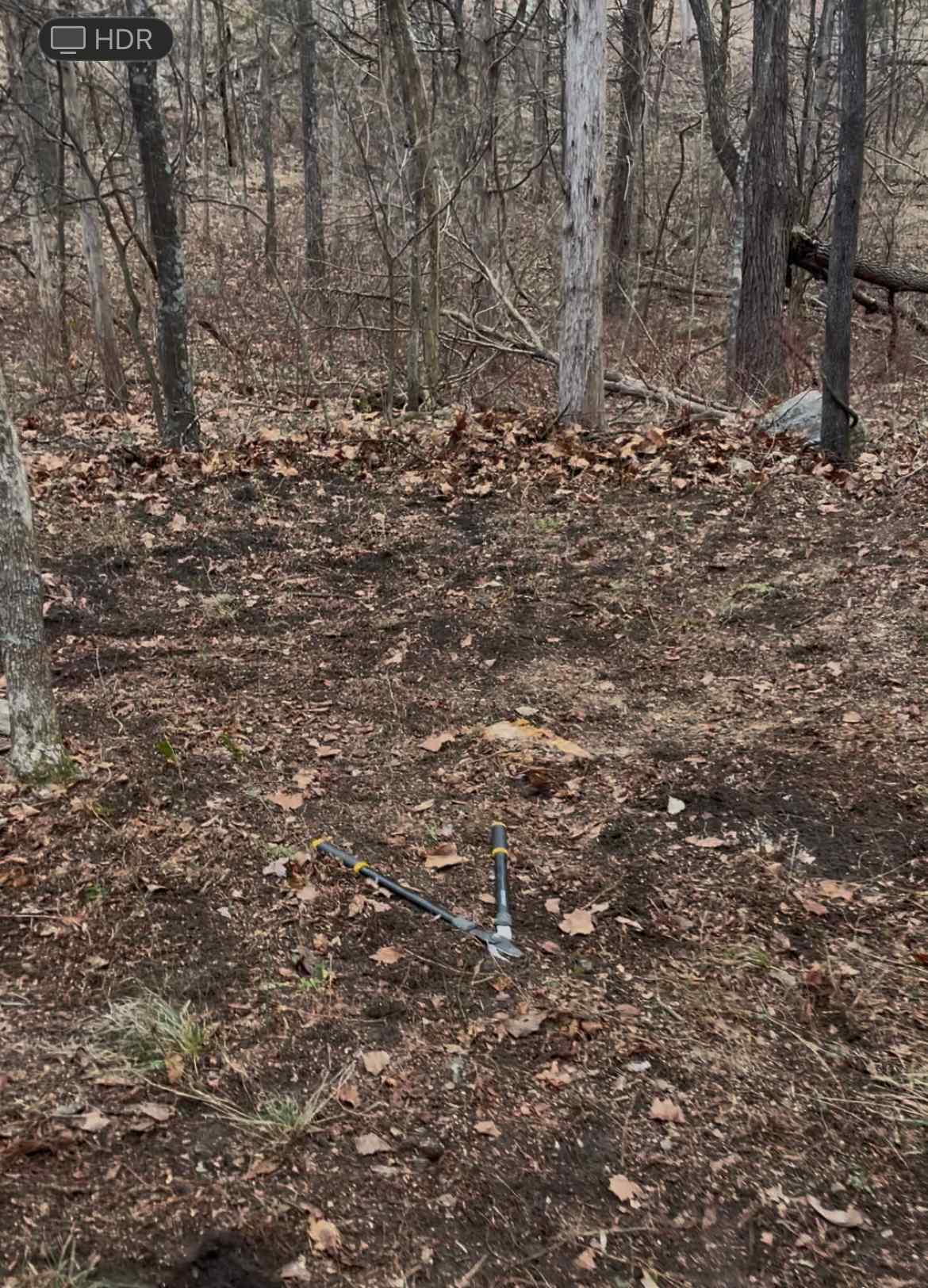 Nicholson’s Wonder Forest