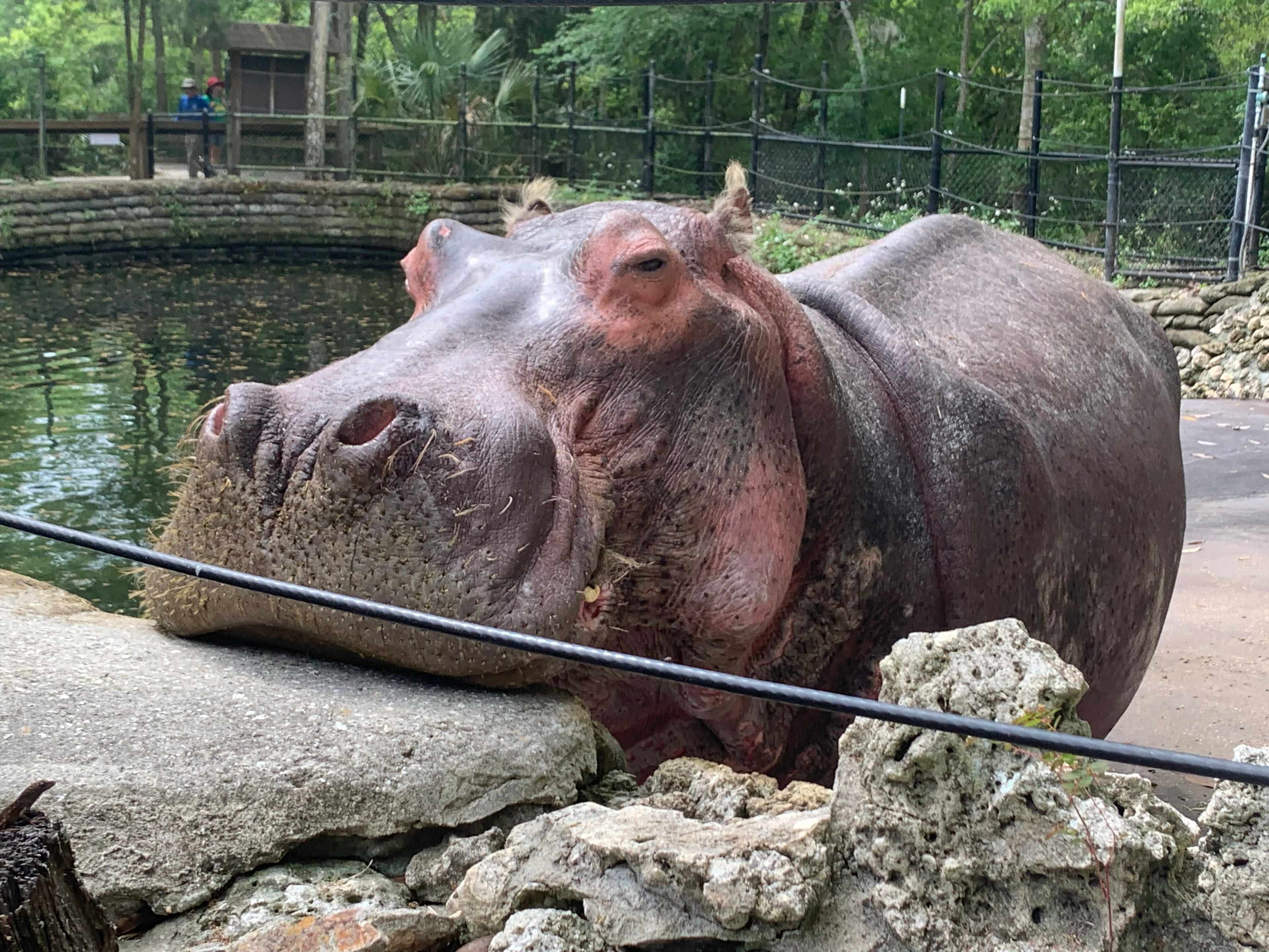 Lu @ Homosassa Springs Wildlife State Park