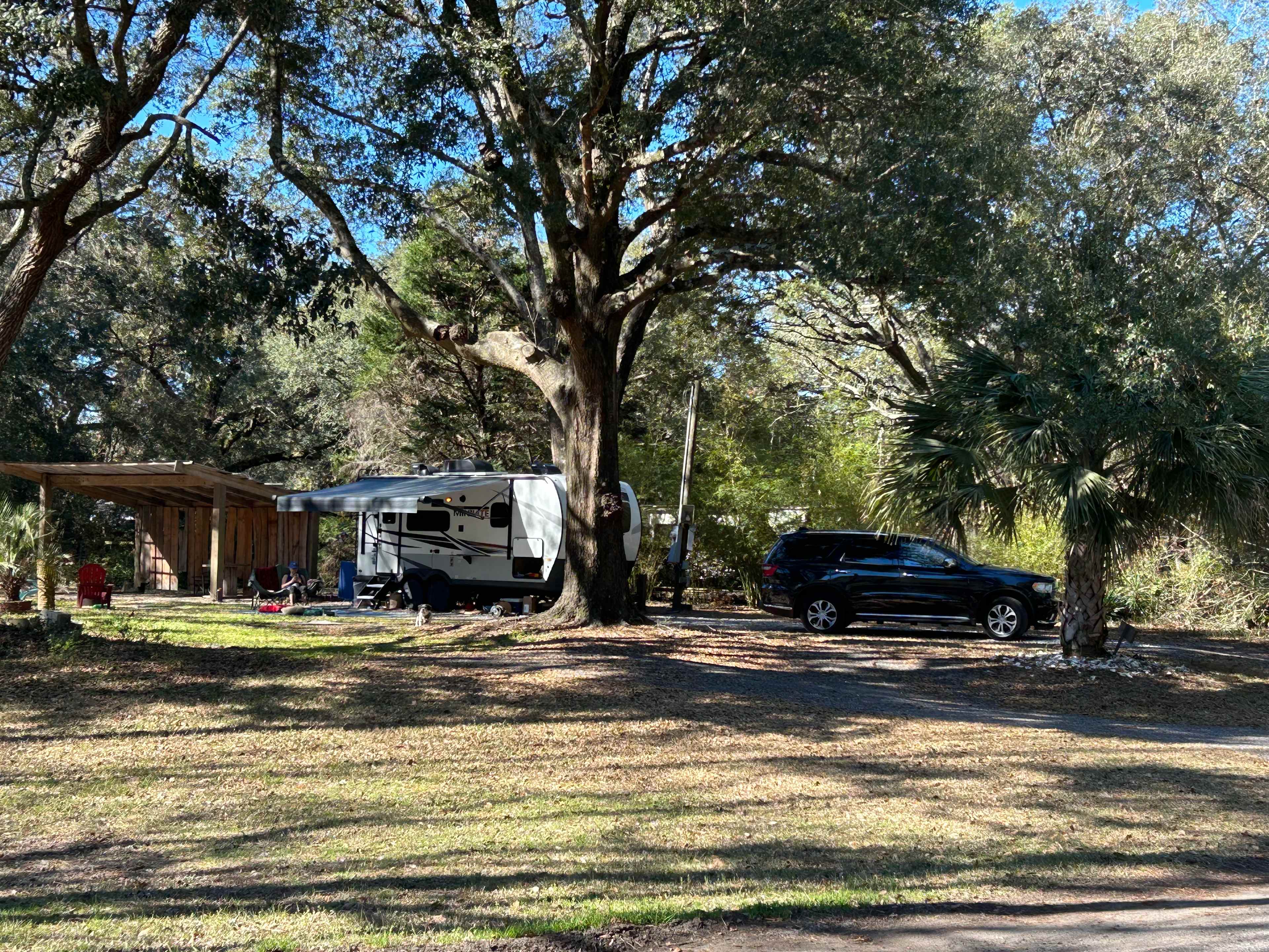 Lowcountry Live Oaks.